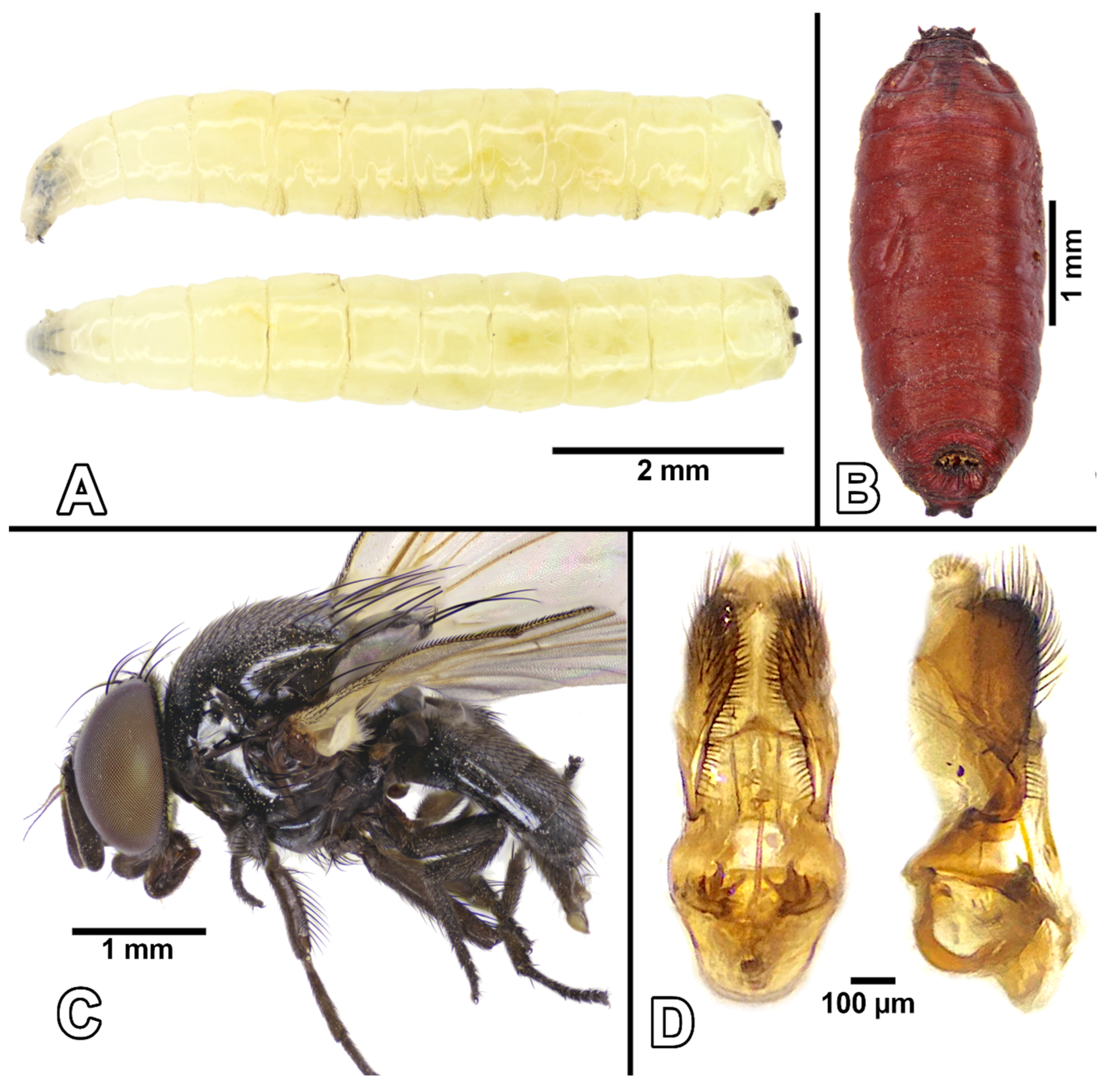 Diversity 17 00499 g001 Diversity 17 00499 g001