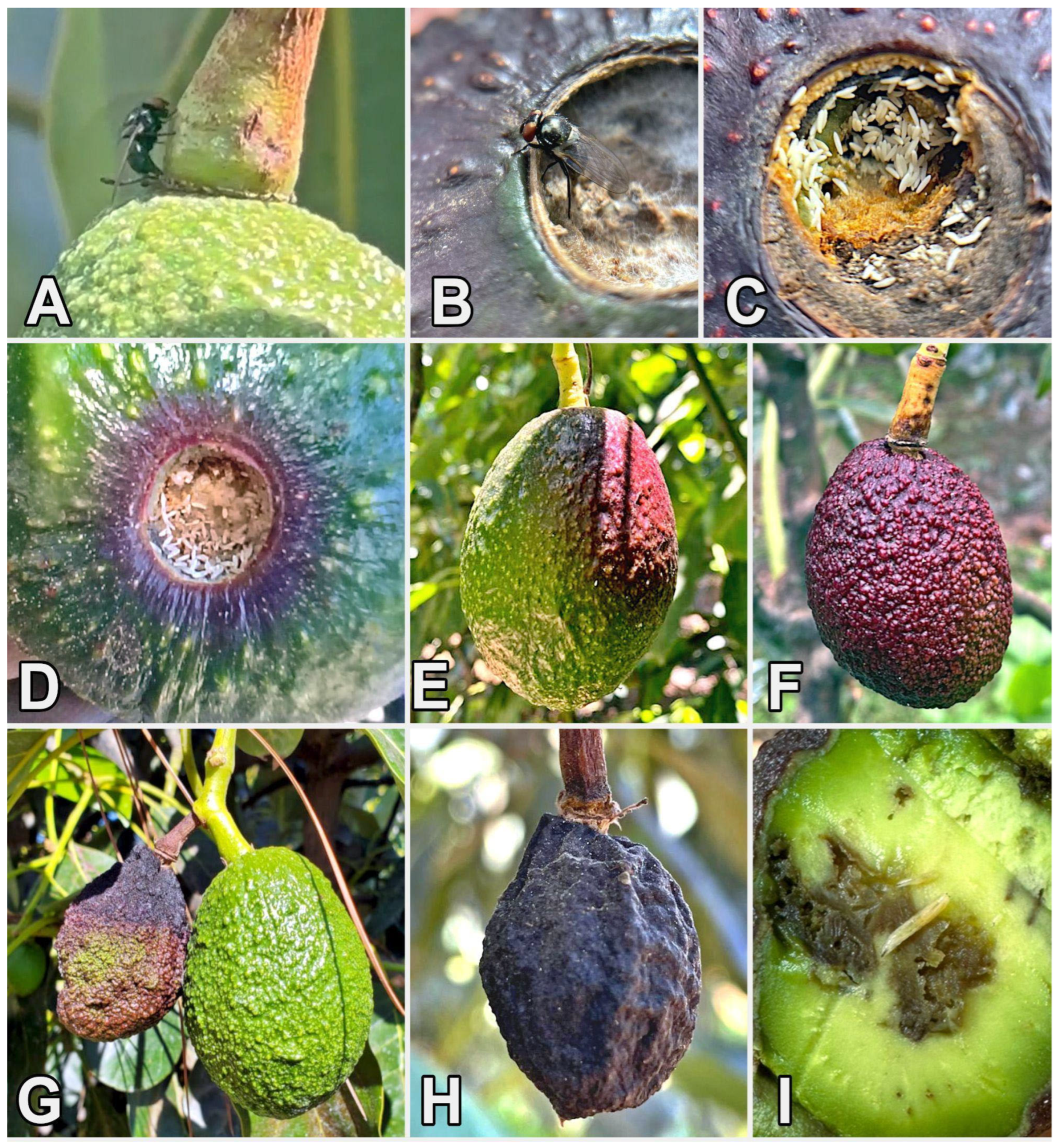 Diversity 17 00499 g004 Diversity 17 00499 g004