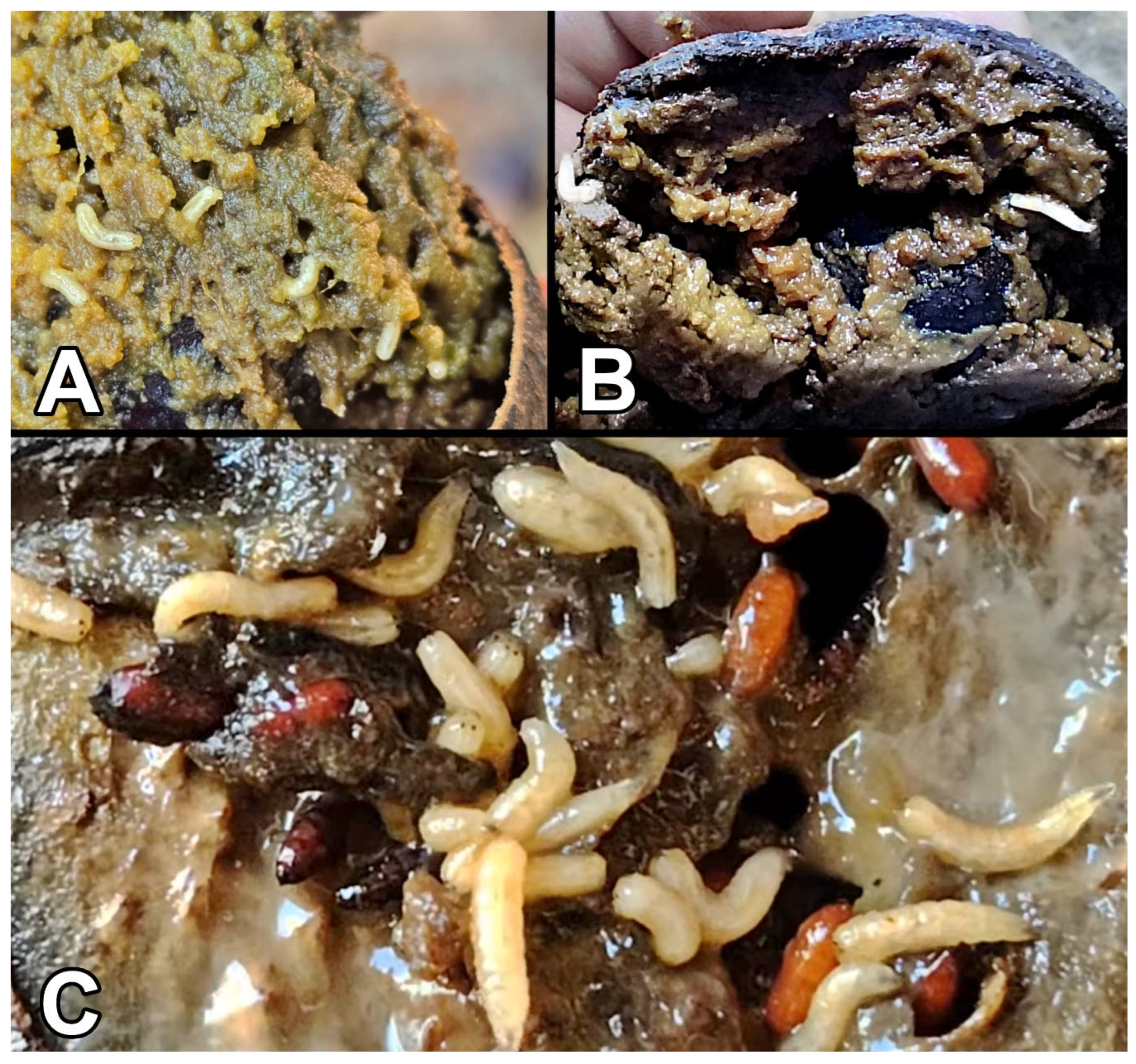 Diversity 17 00499 g005 Diversity 17 00499 g005