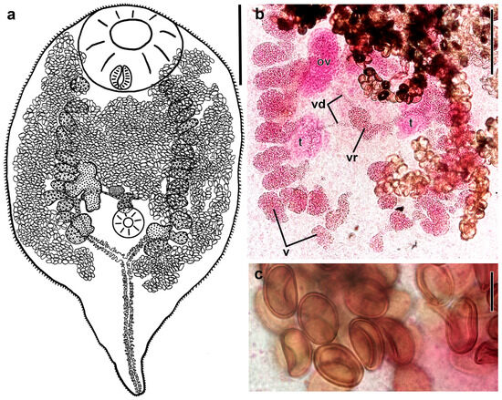 o.b.t Natural Killer Cells, as the Rising Point in Tissues, Are