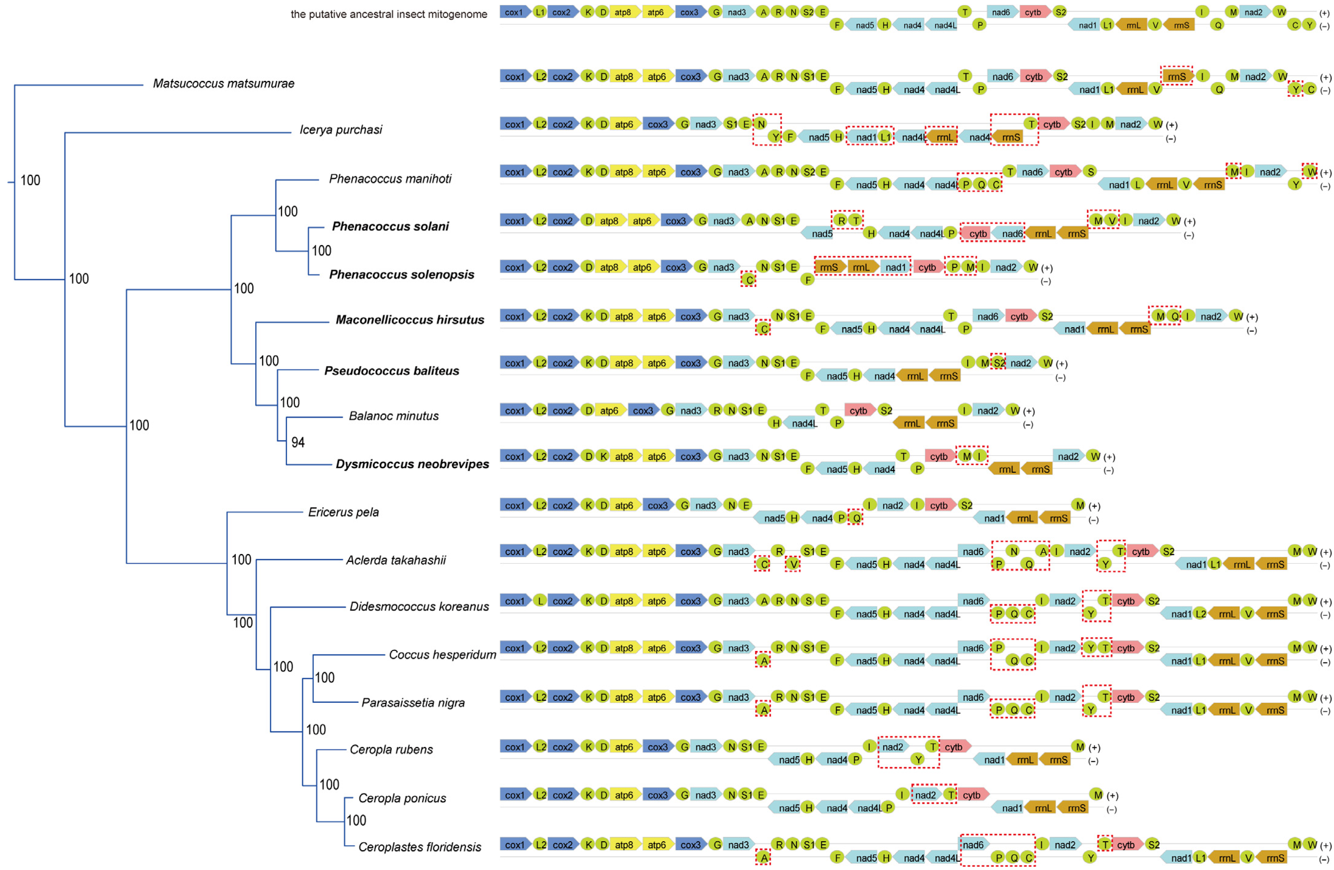 Diversity 17 00515 g001