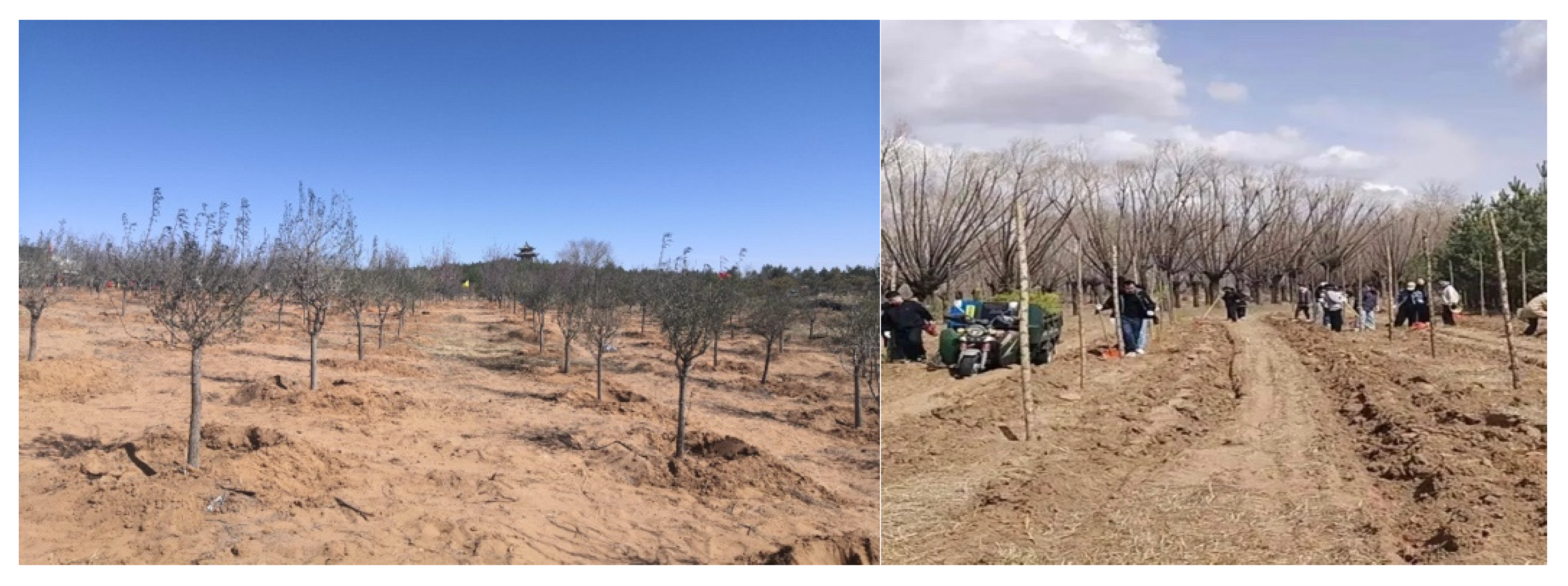 Diversity 17 00516 g005