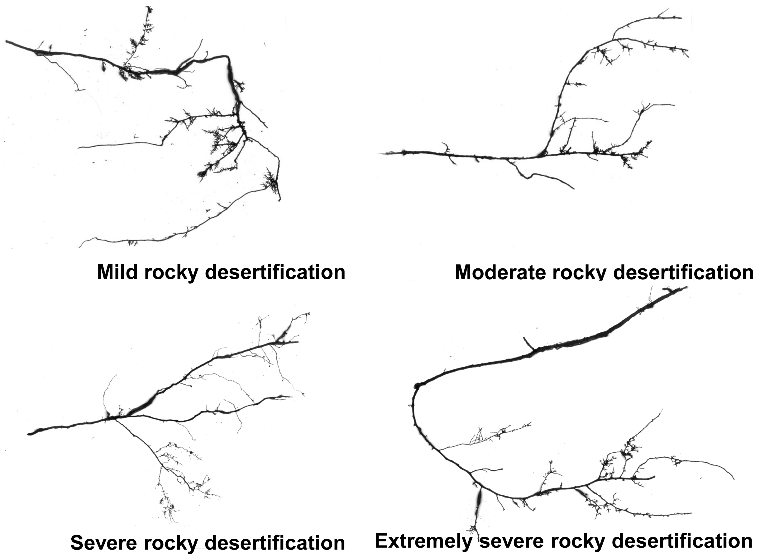 Diversity 17 00533 g002