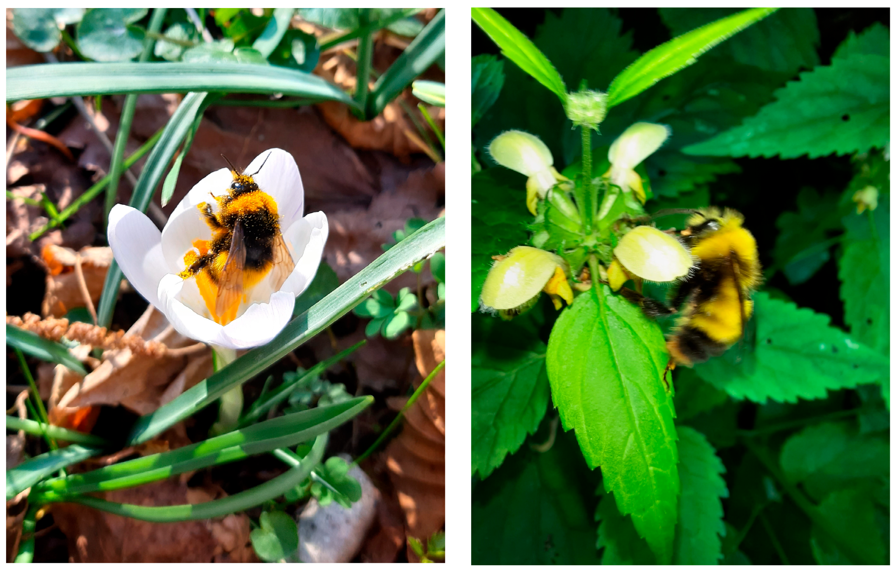 Diversity 17 00534 g004