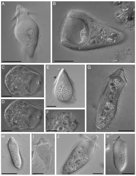 Distinct Patterns of Co-Evolution Among Protist Symbionts of ...