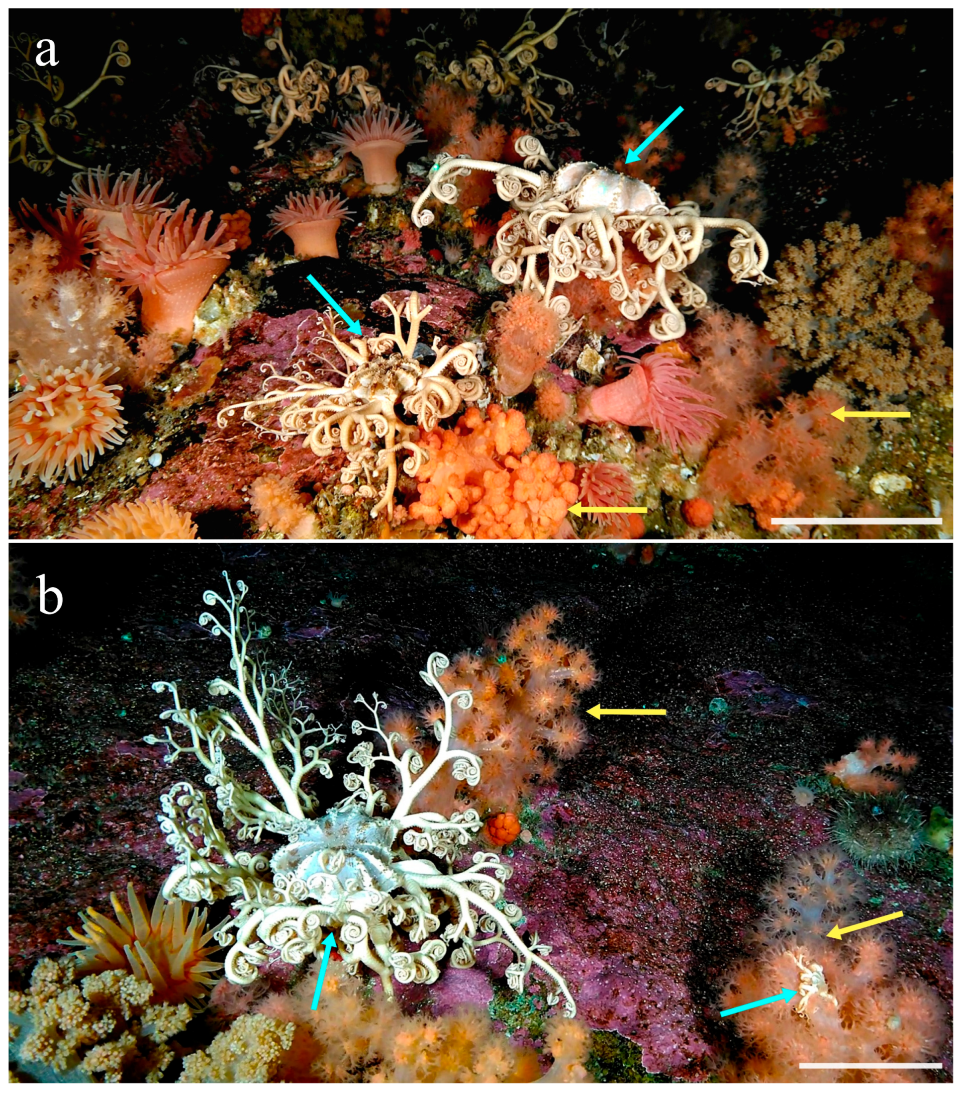 Diversity 17 00543 g001