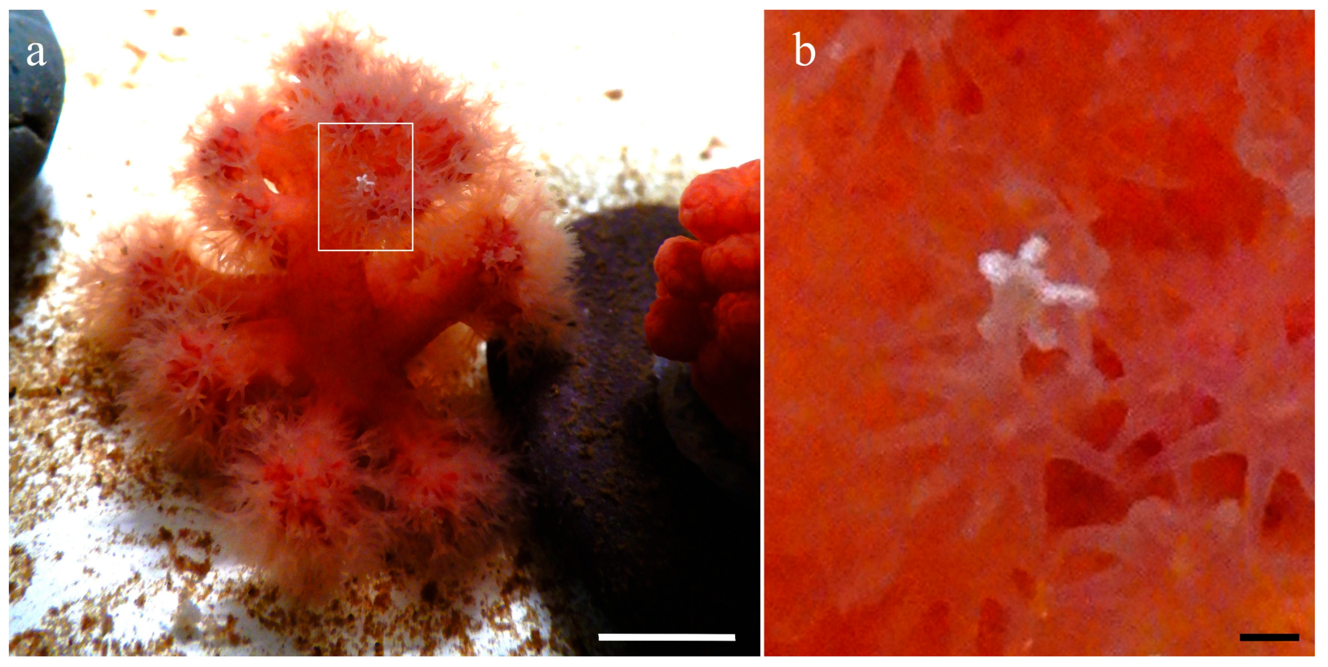 Diversity 17 00543 g002