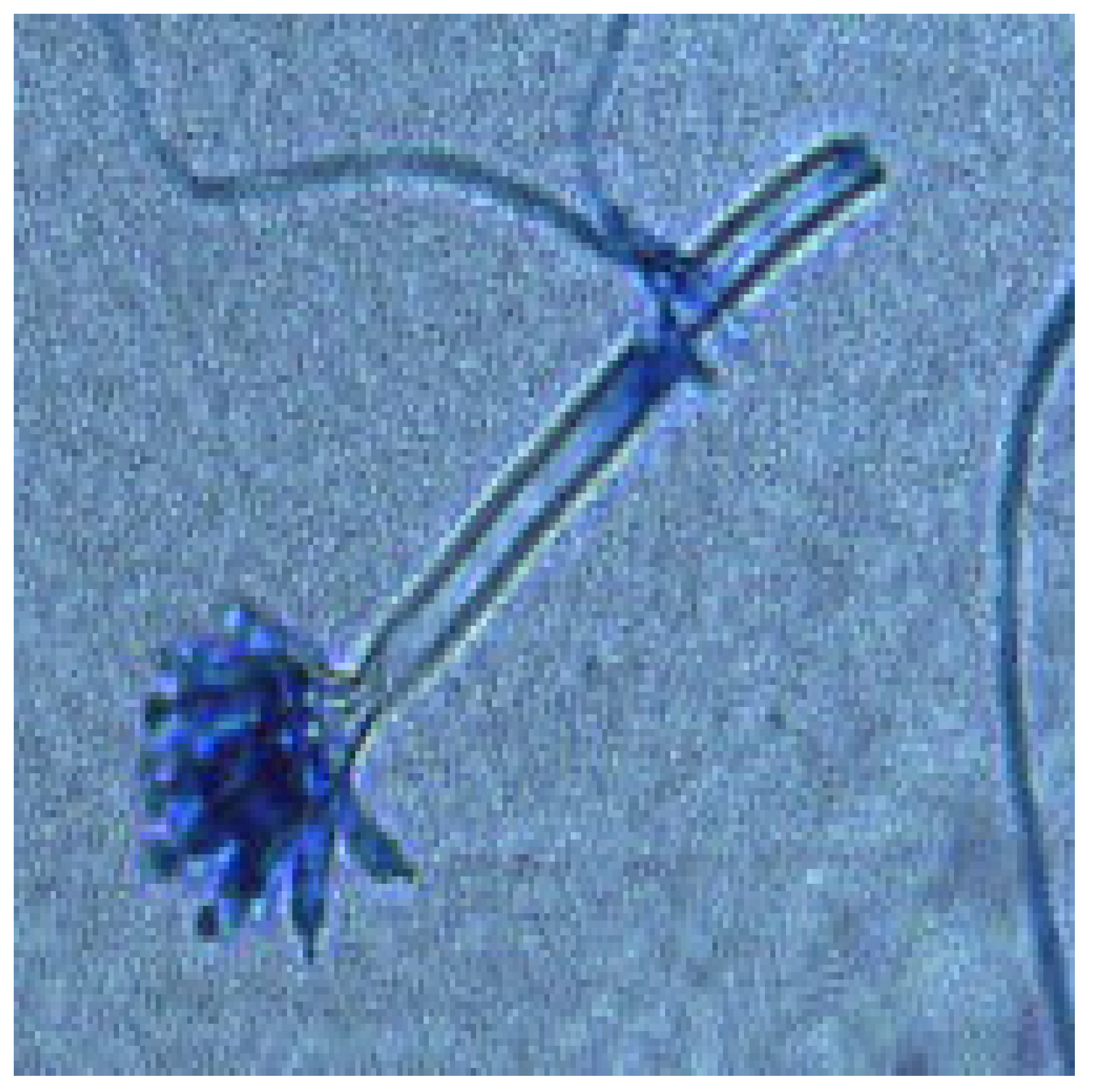 Diversity 17 00546 g002 Diversity 17 00546 g002