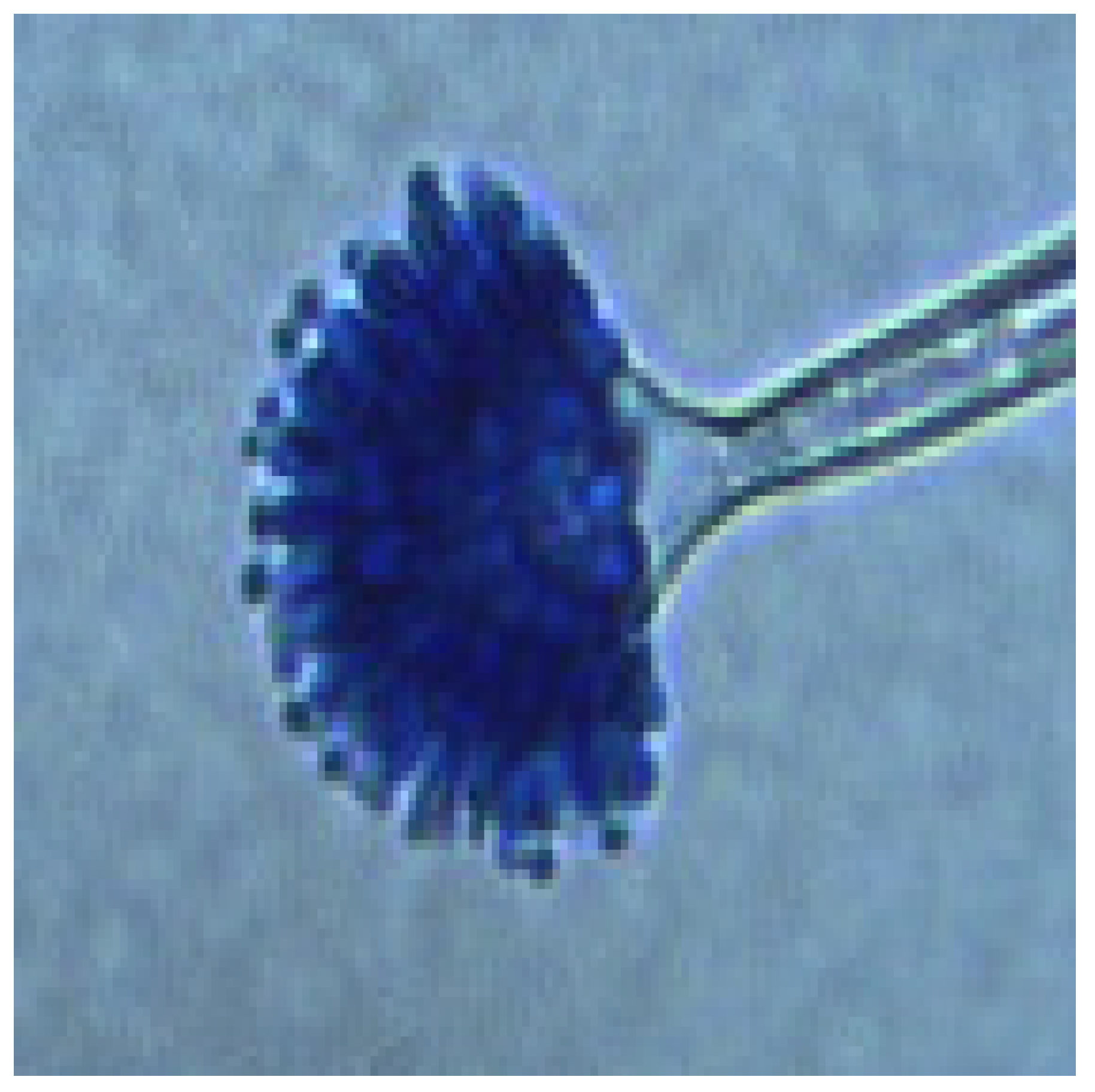 Diversity 17 00546 g004 Diversity 17 00546 g004