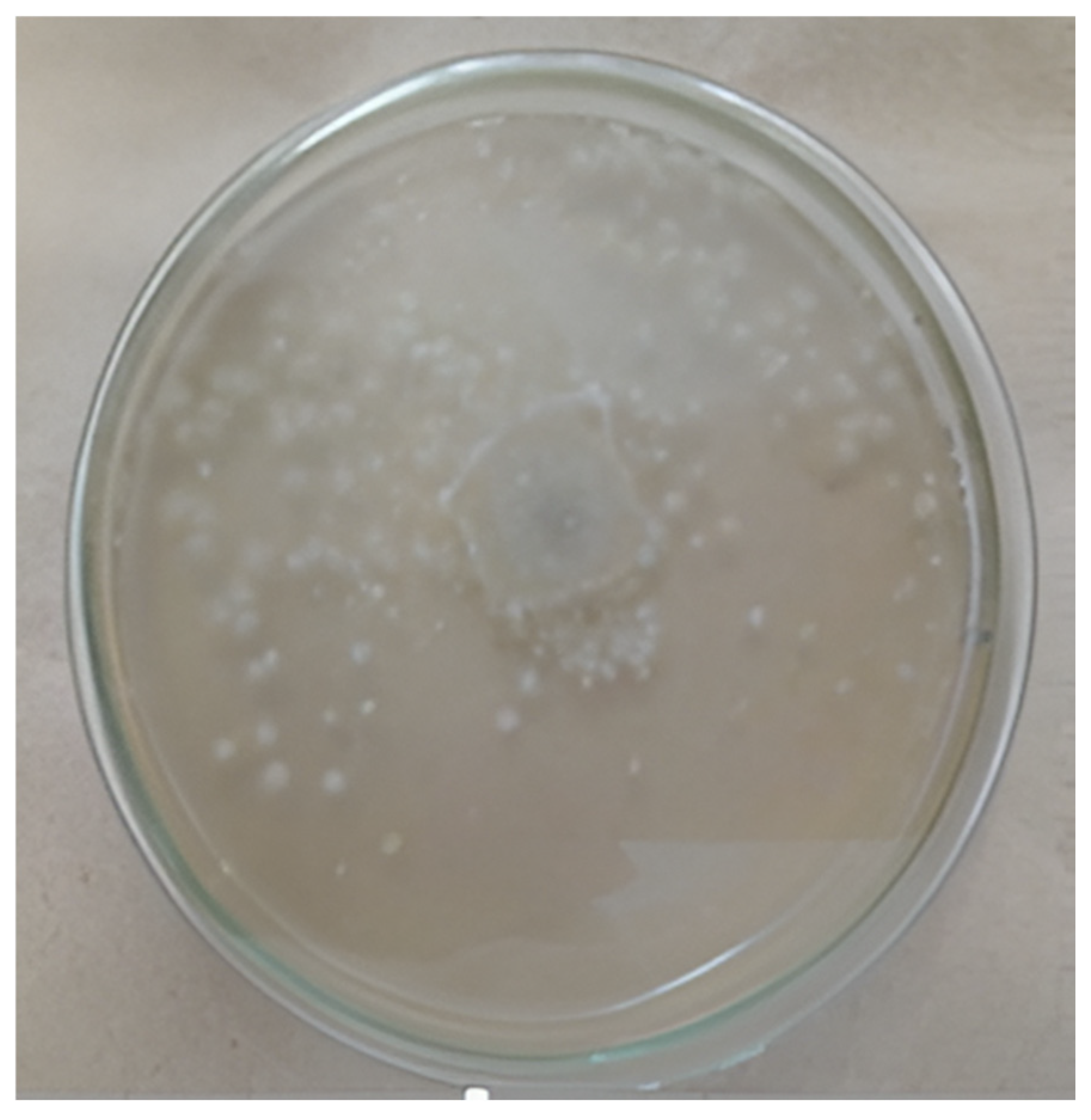 Diversity 17 00546 g005 Diversity 17 00546 g005