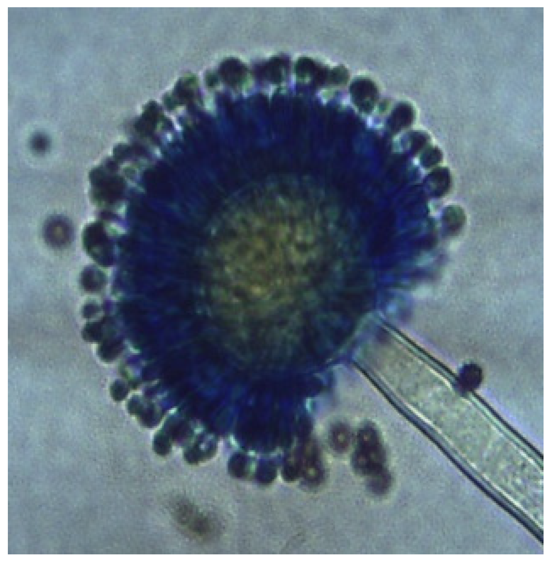 Diversity 17 00546 g006 Diversity 17 00546 g006