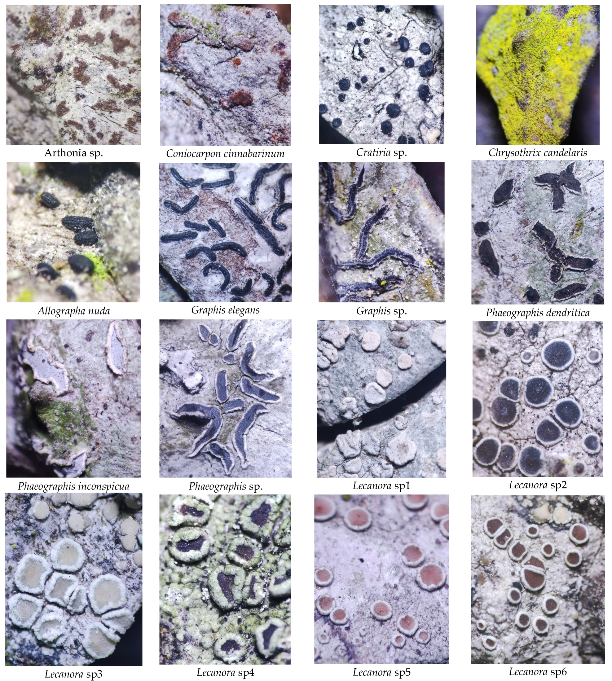 Diversity 17 00548 g0a1a