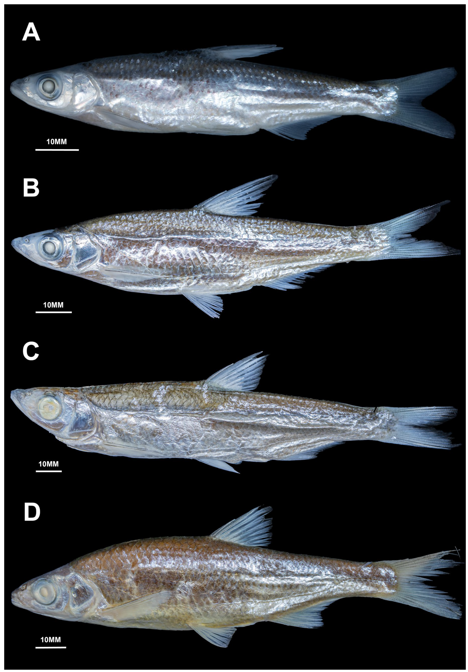 Diversity 17 00549 g003