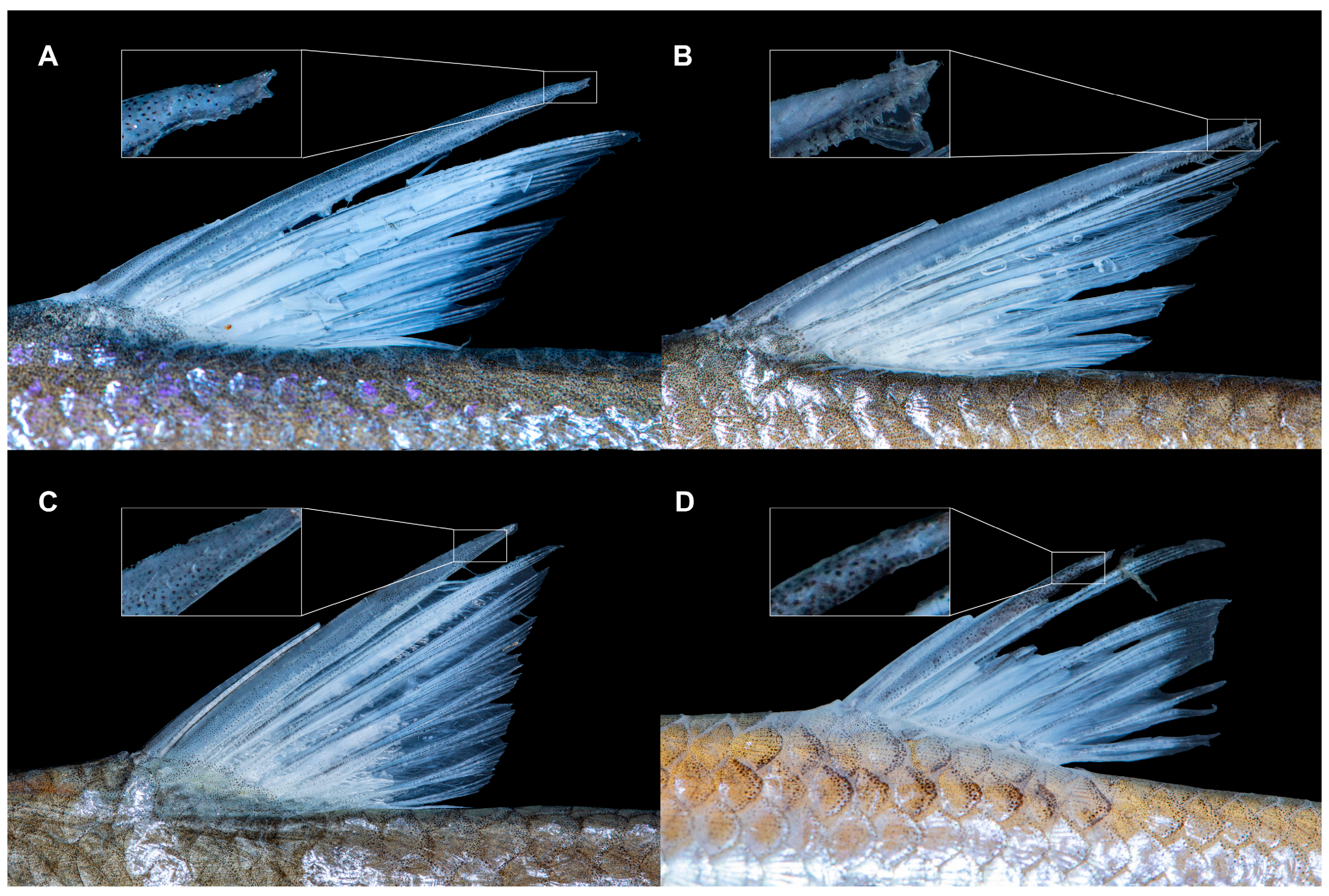 Diversity 17 00549 g004