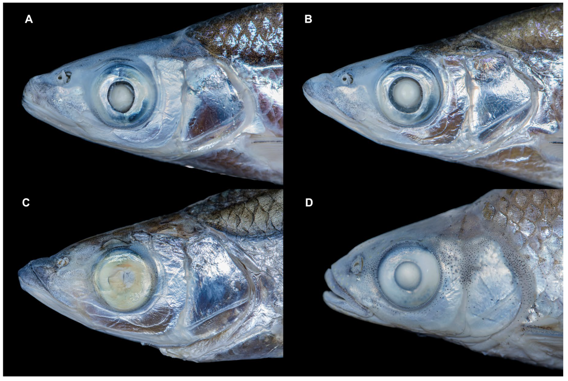 Diversity 17 00549 g005