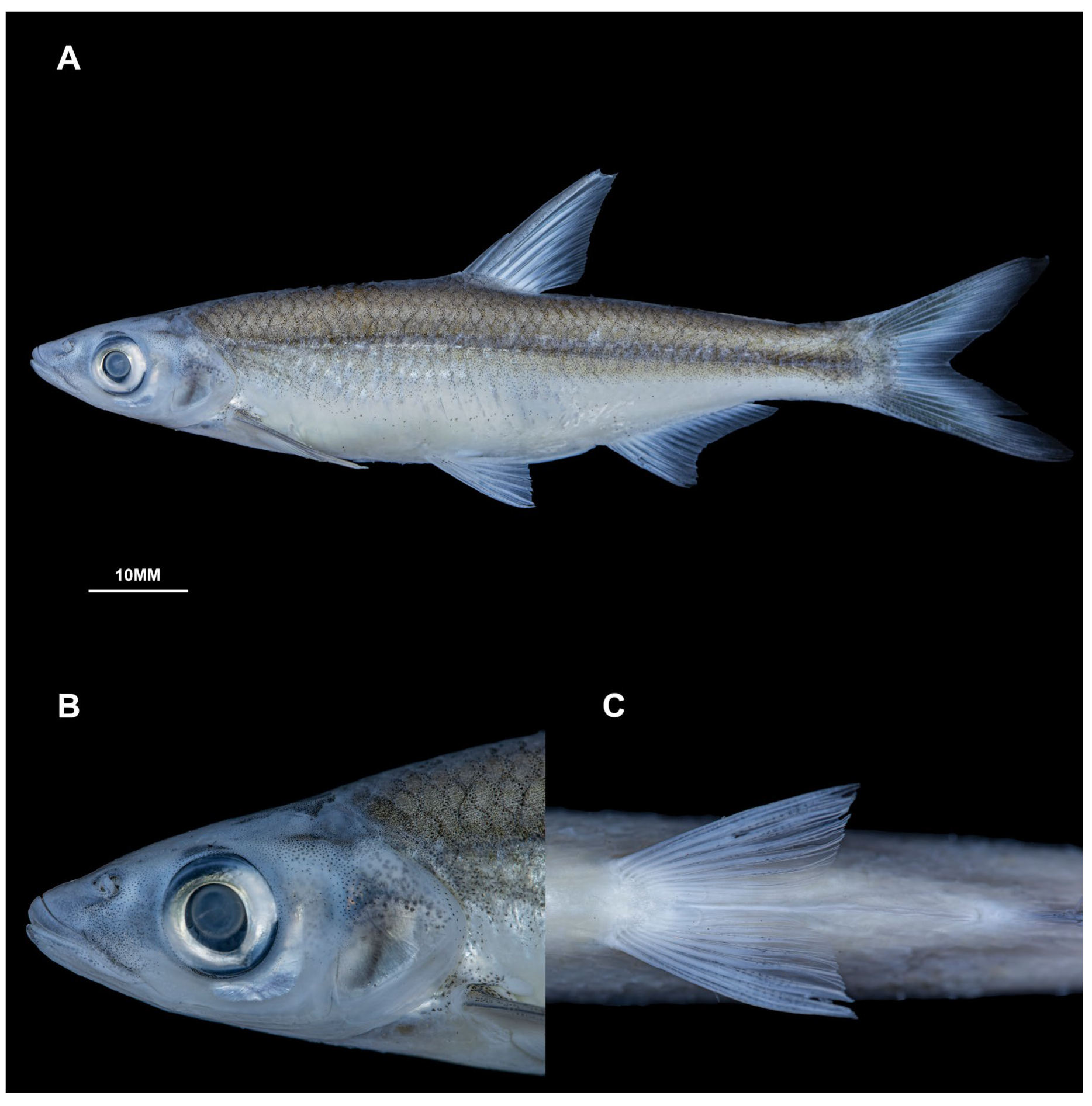 Diversity 17 00549 g006