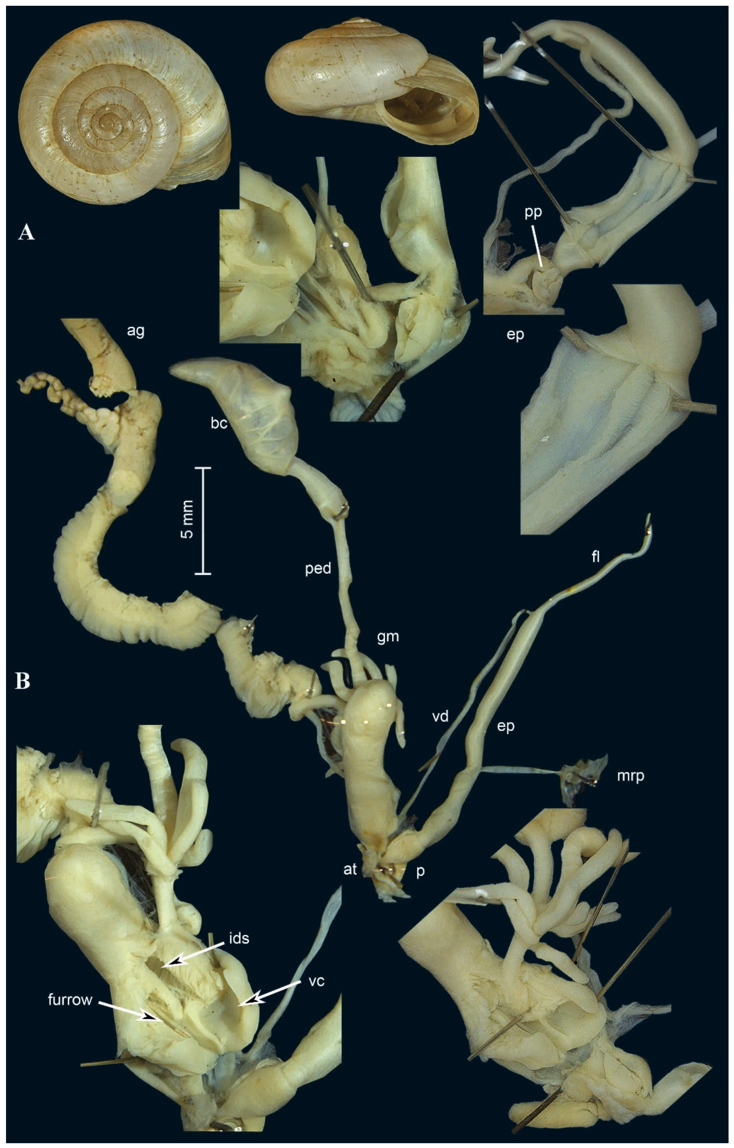 Diversity 17 00550 g003 Diversity 17 00550 g003