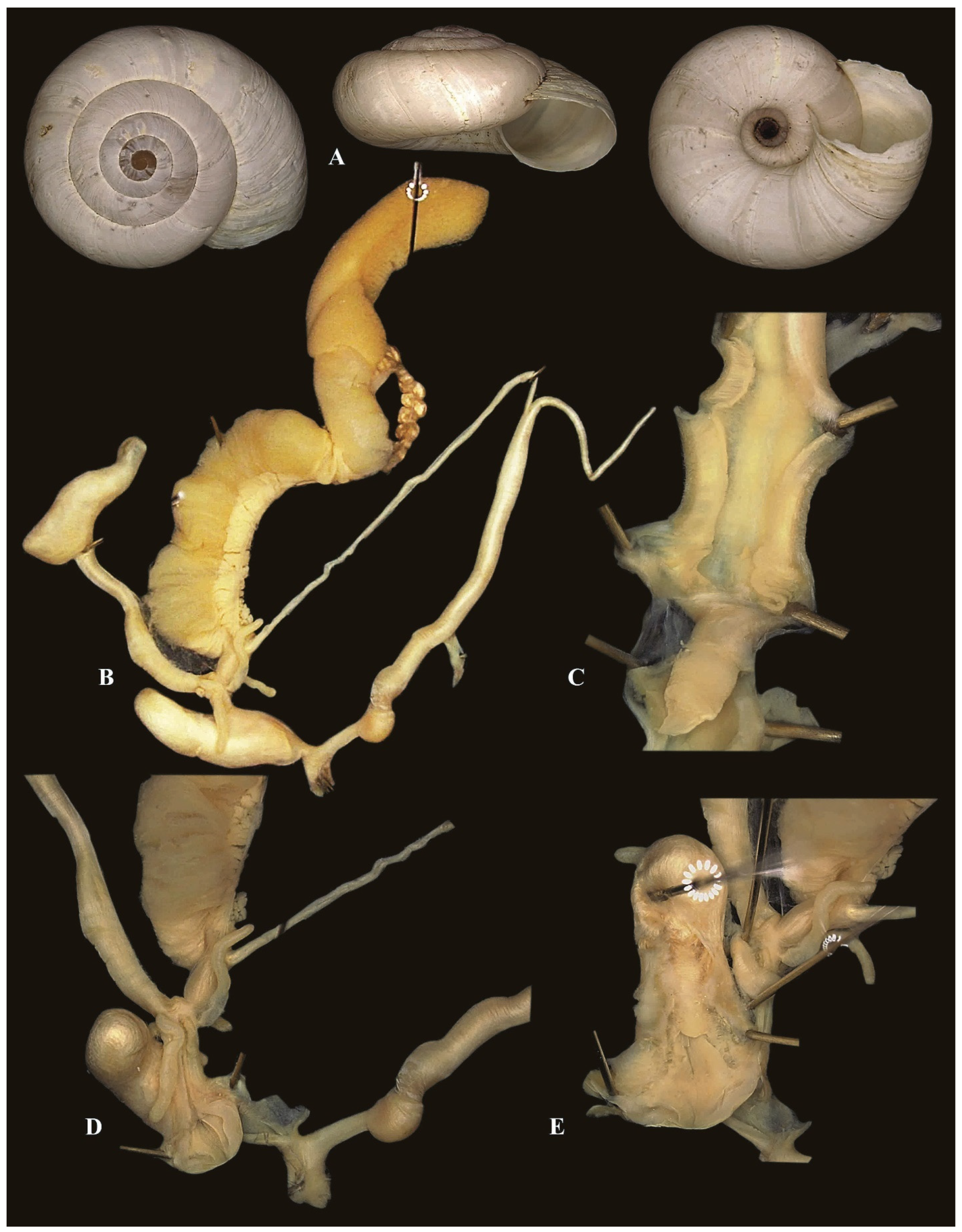 Diversity 17 00550 g010 Diversity 17 00550 g010