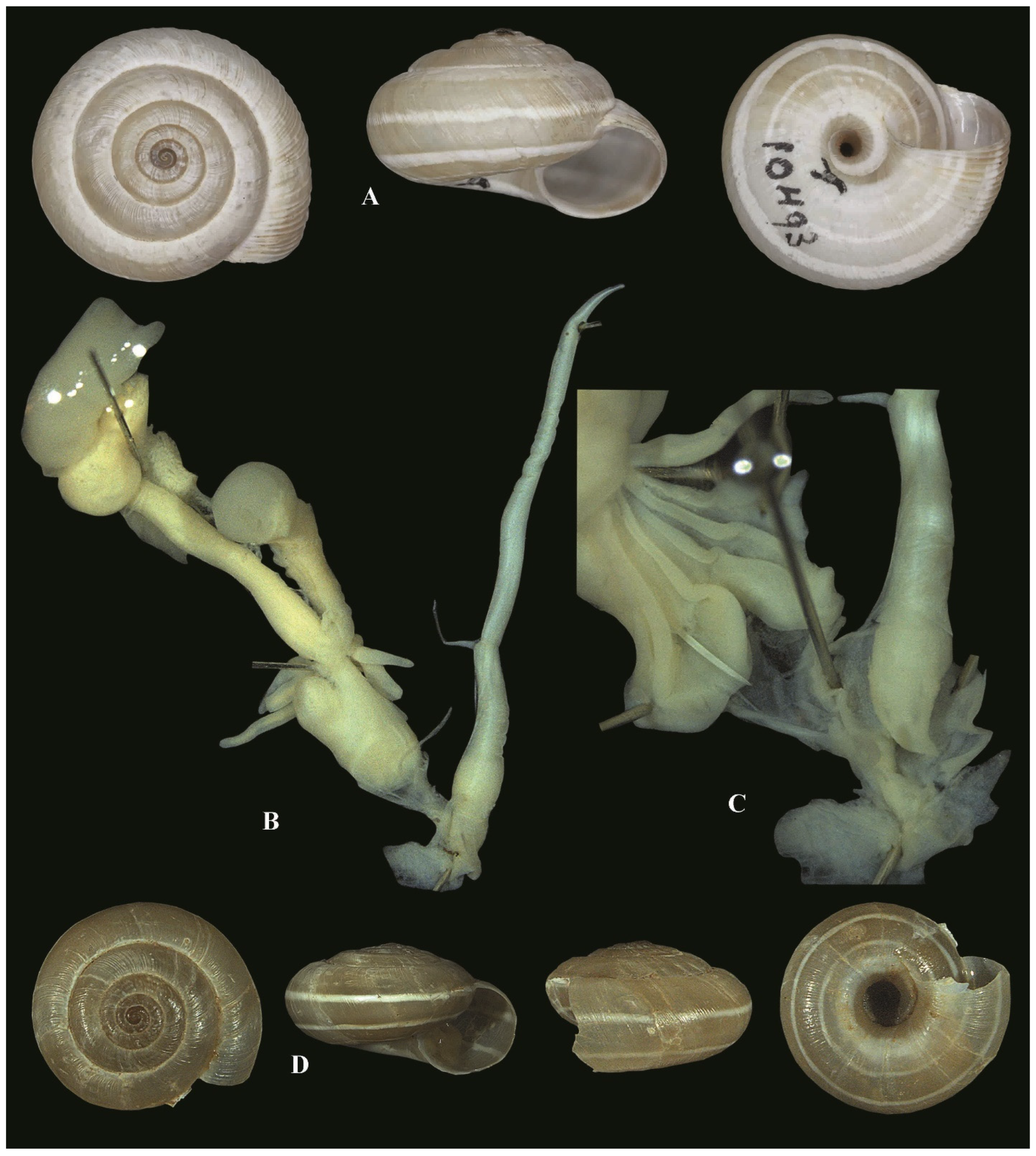 Diversity 17 00550 g012 Diversity 17 00550 g012