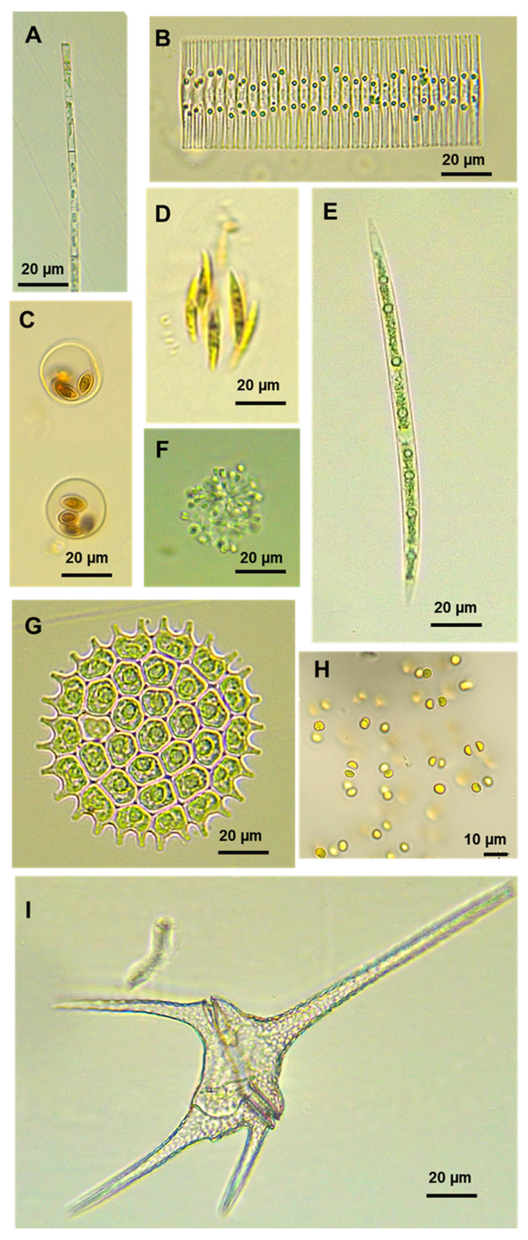 Diversity 17 00560 g005 Diversity 17 00560 g005