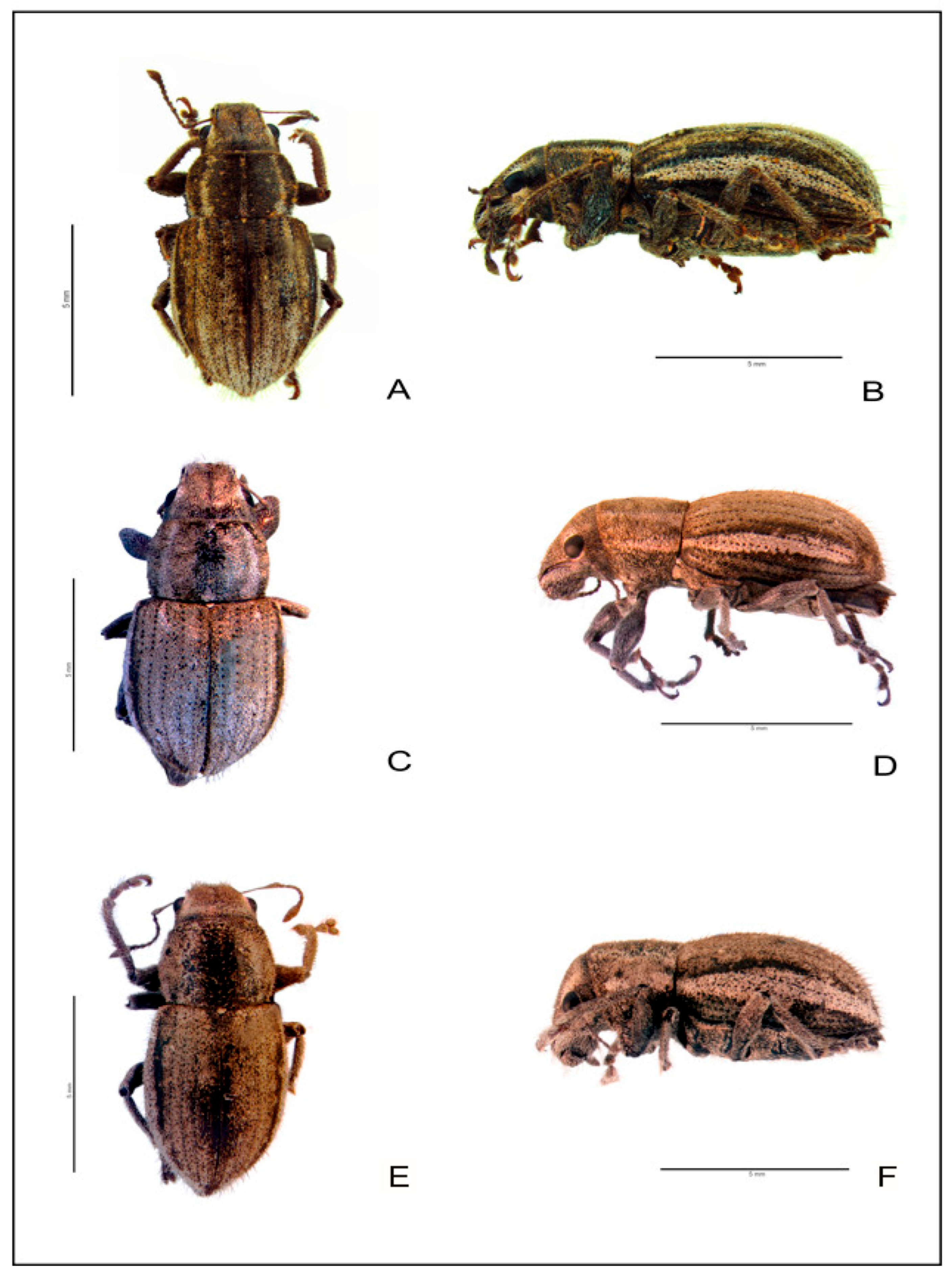 Diversity 17 00561 g004 Diversity 17 00561 g004