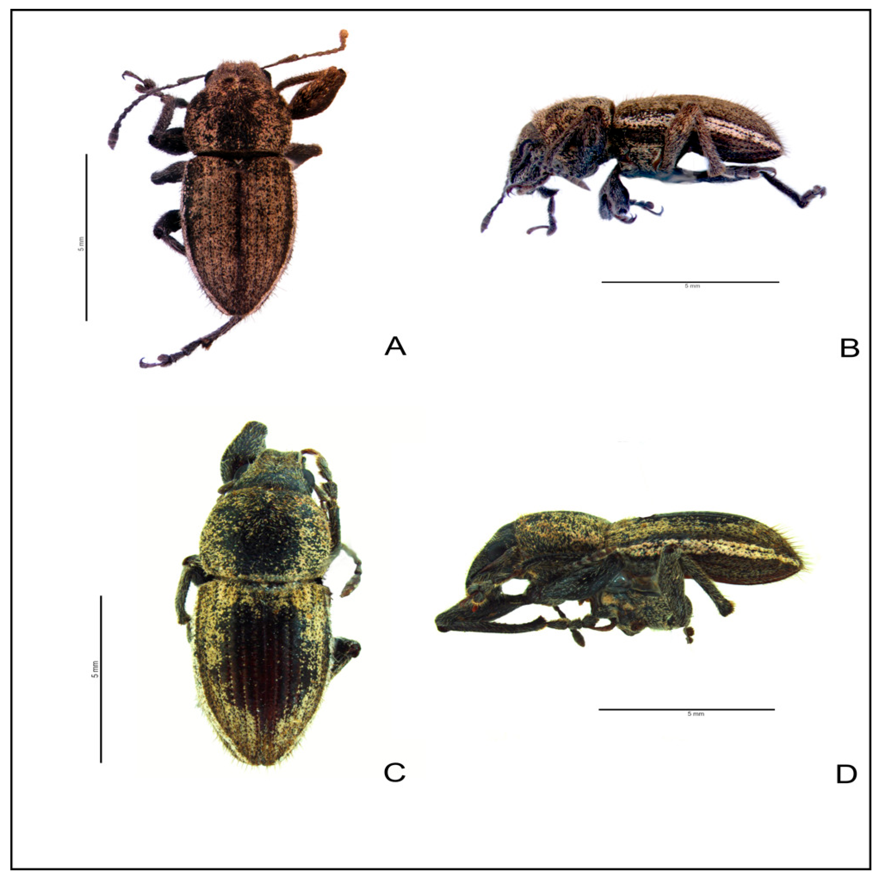 Diversity 17 00561 g005 Diversity 17 00561 g005