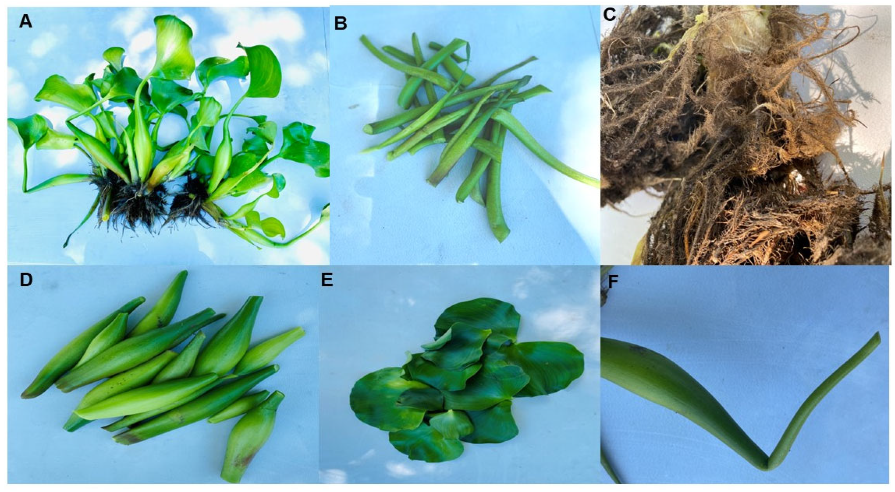 Diversity 17 00564 g002 Diversity 17 00564 g002