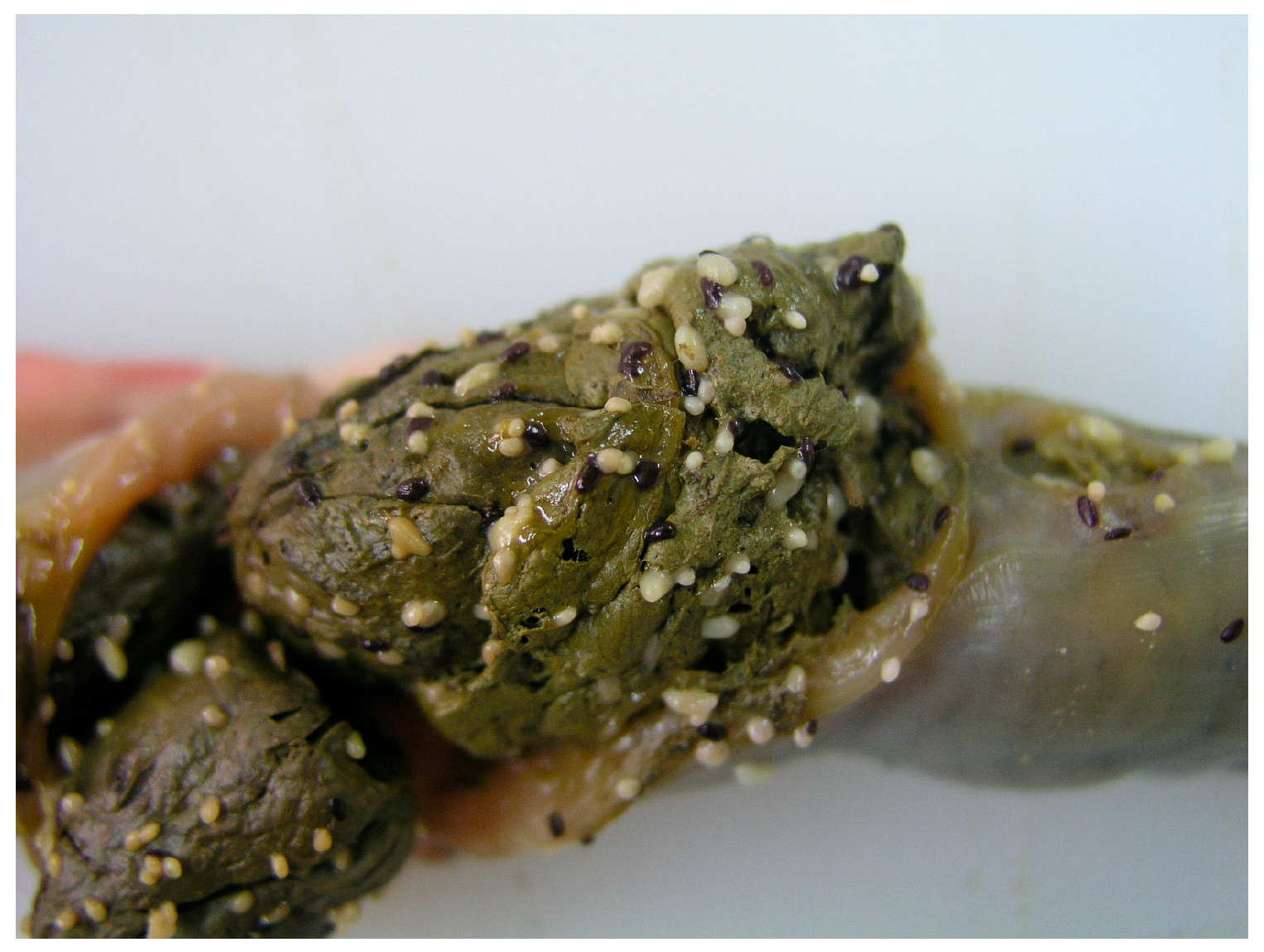 Diversity 17 00578 g001 Diversity 17 00578 g001