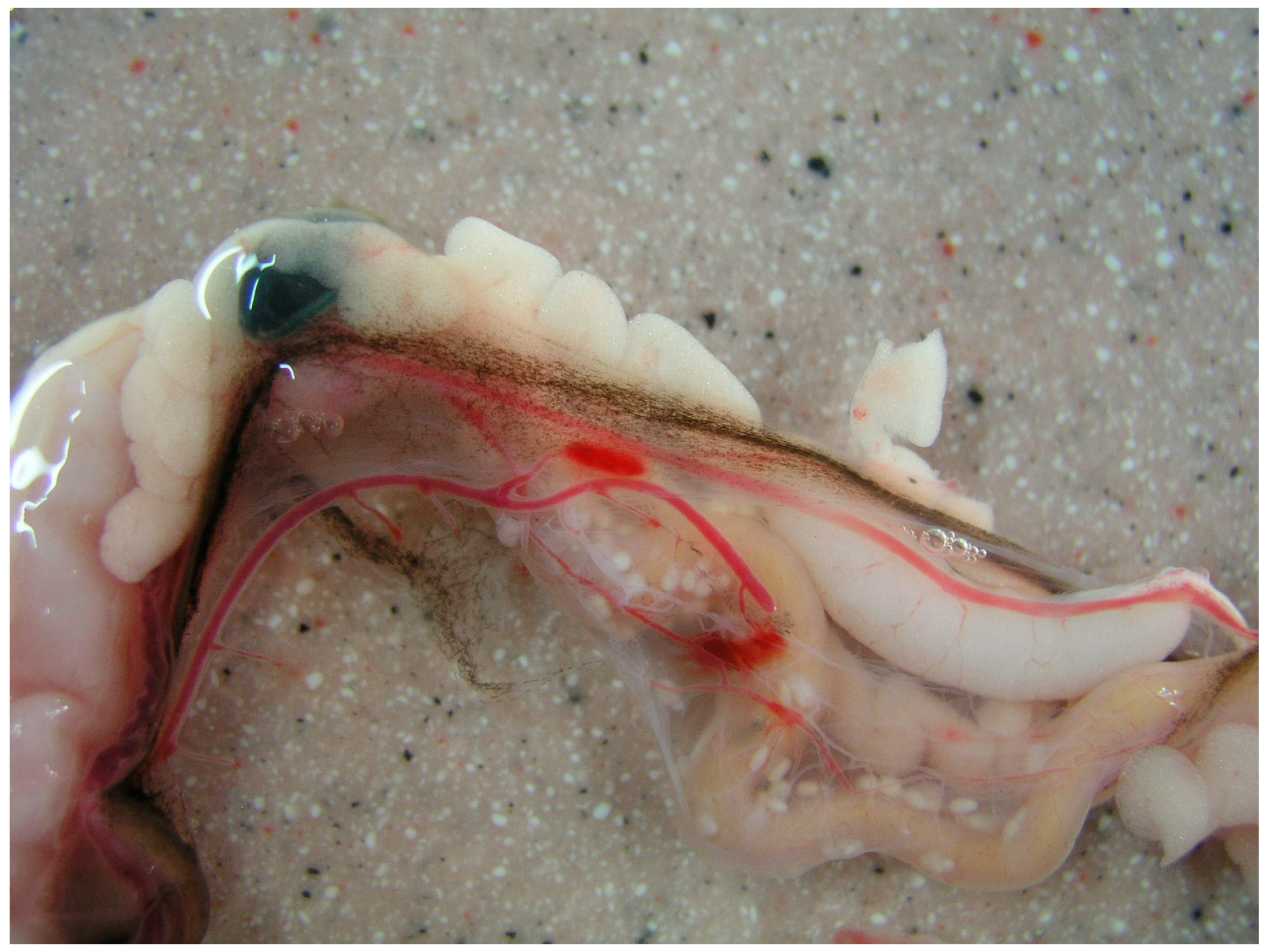 Diversity 17 00578 g002 Diversity 17 00578 g002