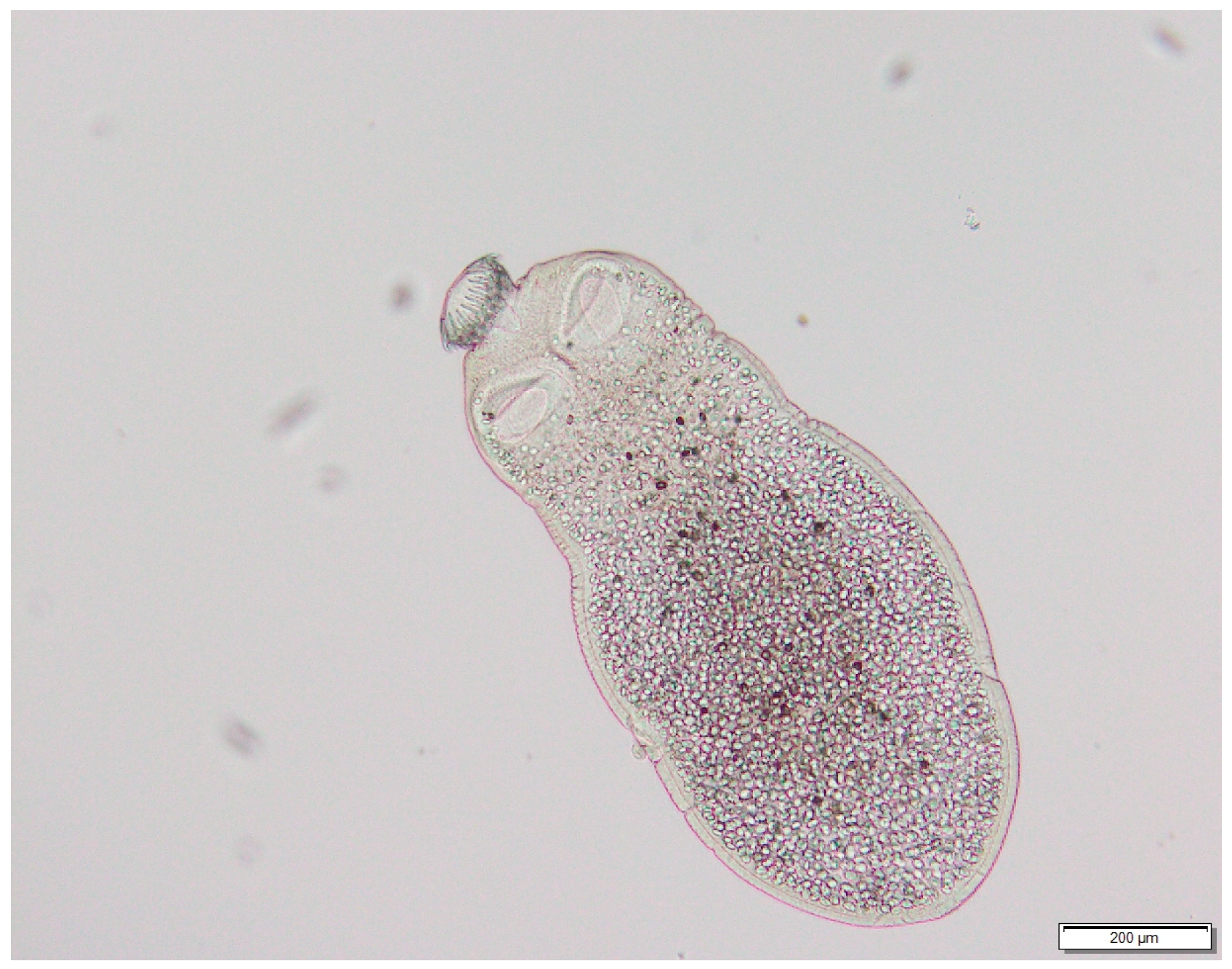 Diversity 17 00578 g005 Diversity 17 00578 g005