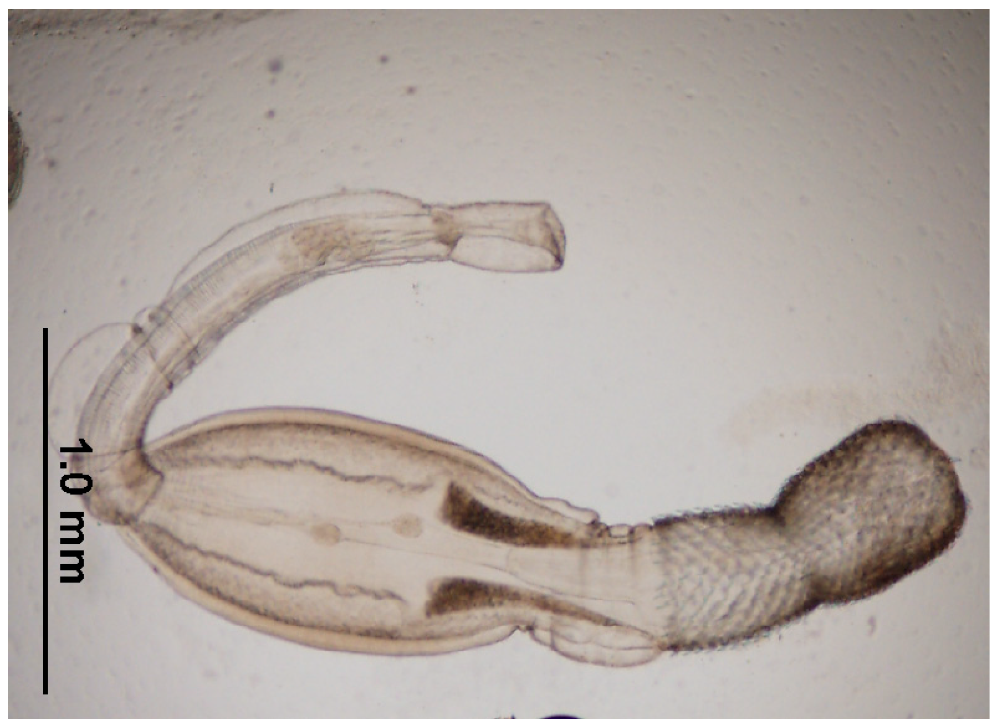 Diversity 17 00578 g006 Diversity 17 00578 g006