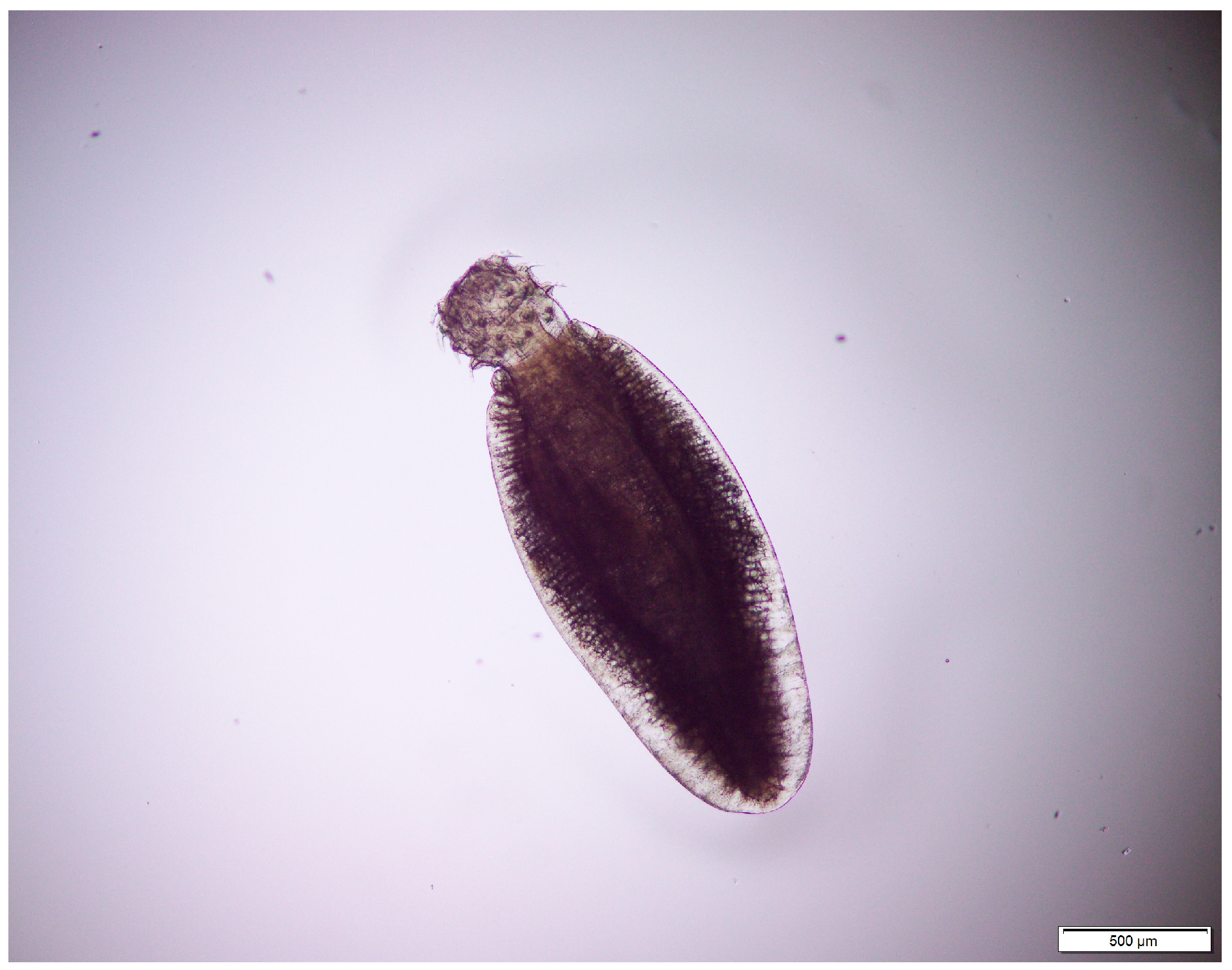 Diversity 17 00578 g007 Diversity 17 00578 g007