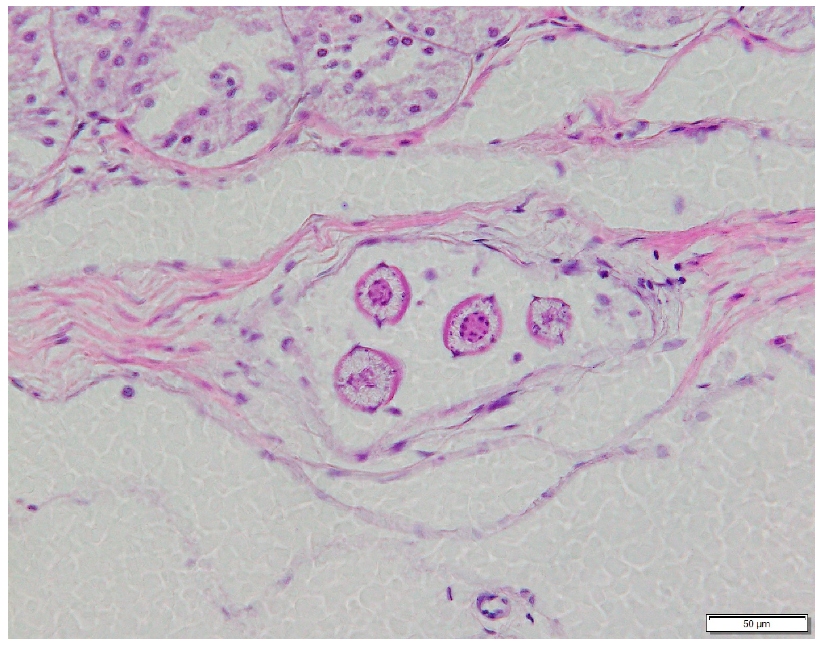 Diversity 17 00578 g009 Diversity 17 00578 g009