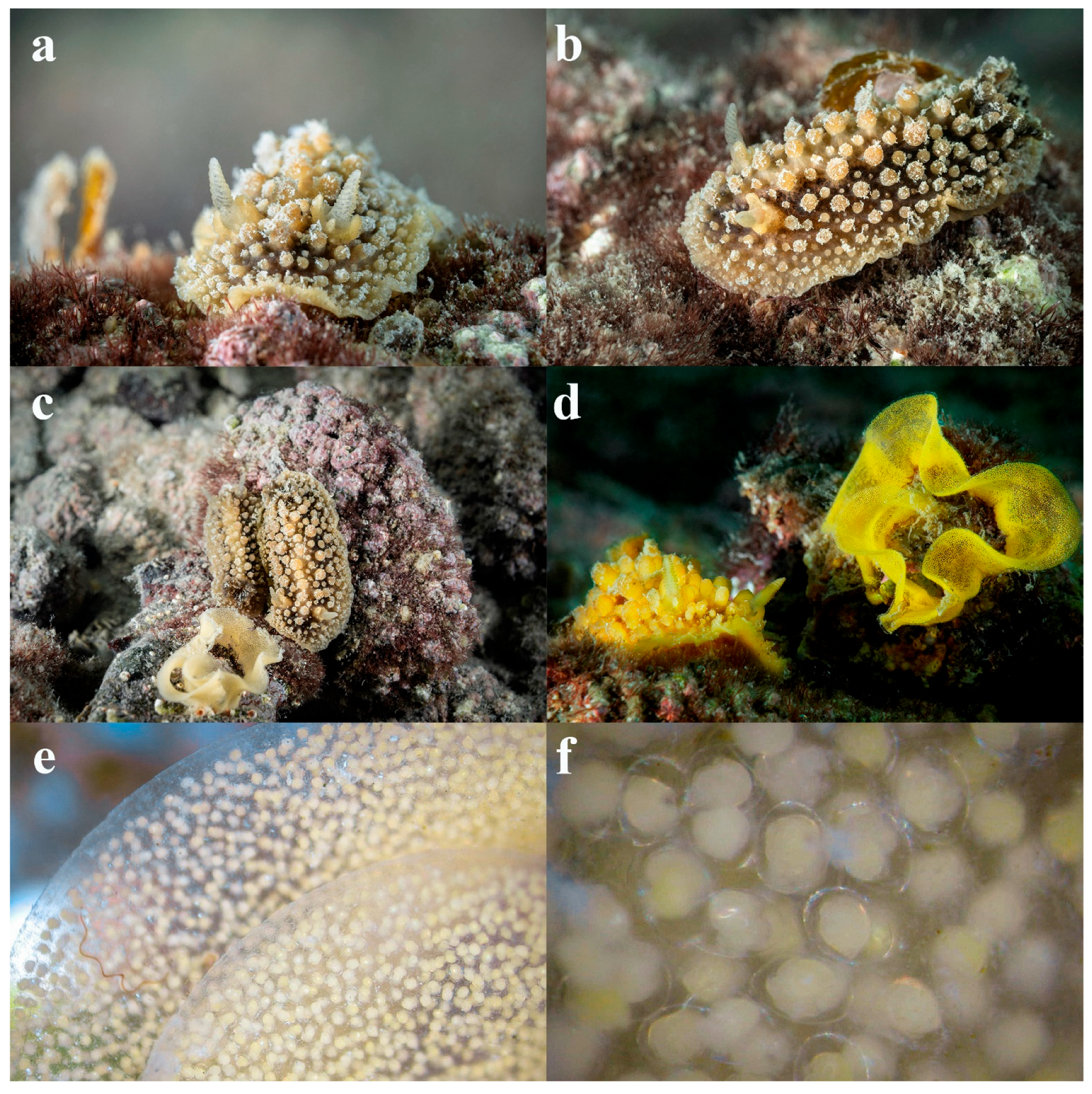 Diversity 17 00586 g002 Diversity 17 00586 g002