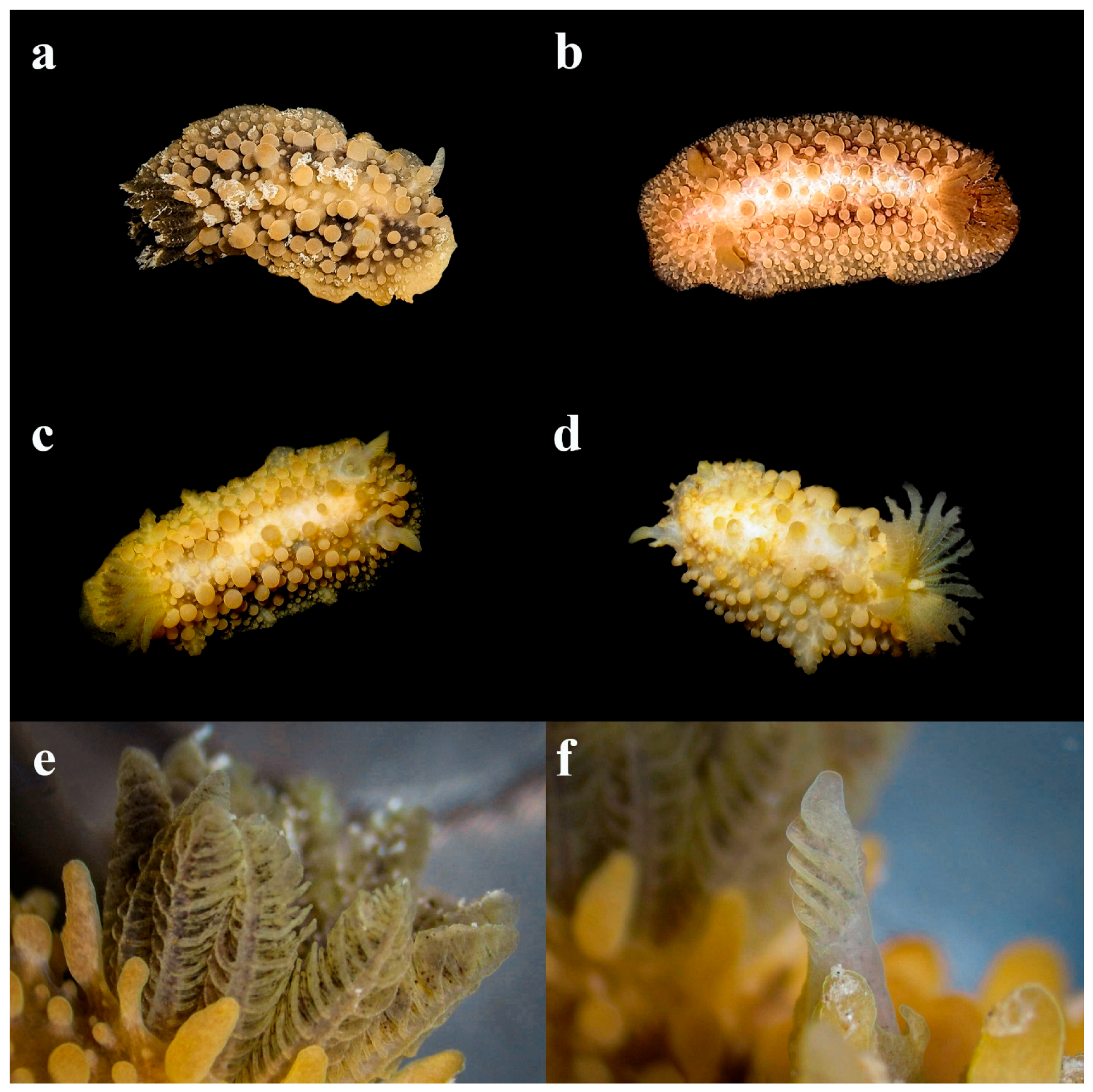 Diversity 17 00586 g003 Diversity 17 00586 g003