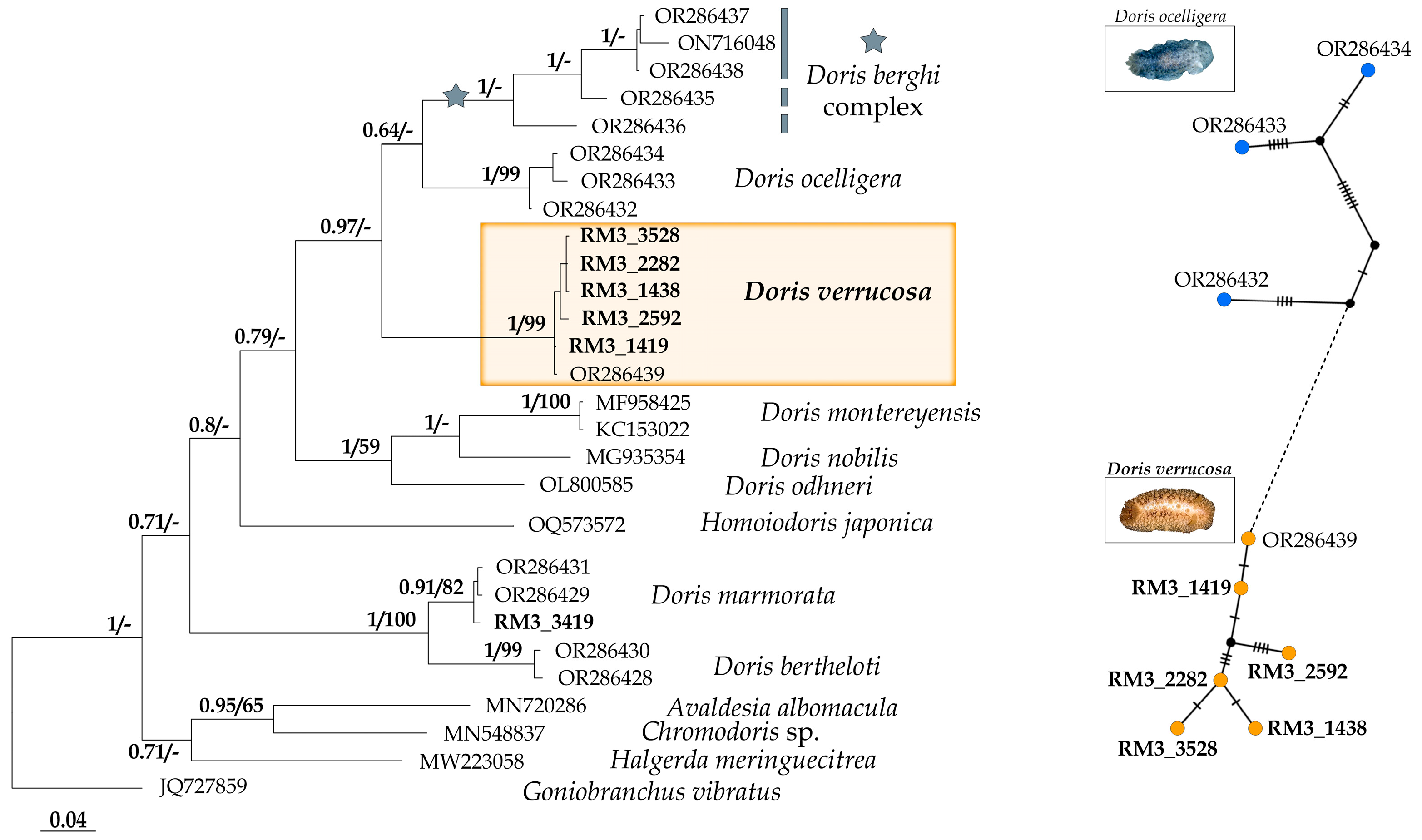 Diversity 17 00586 g004 Diversity 17 00586 g004