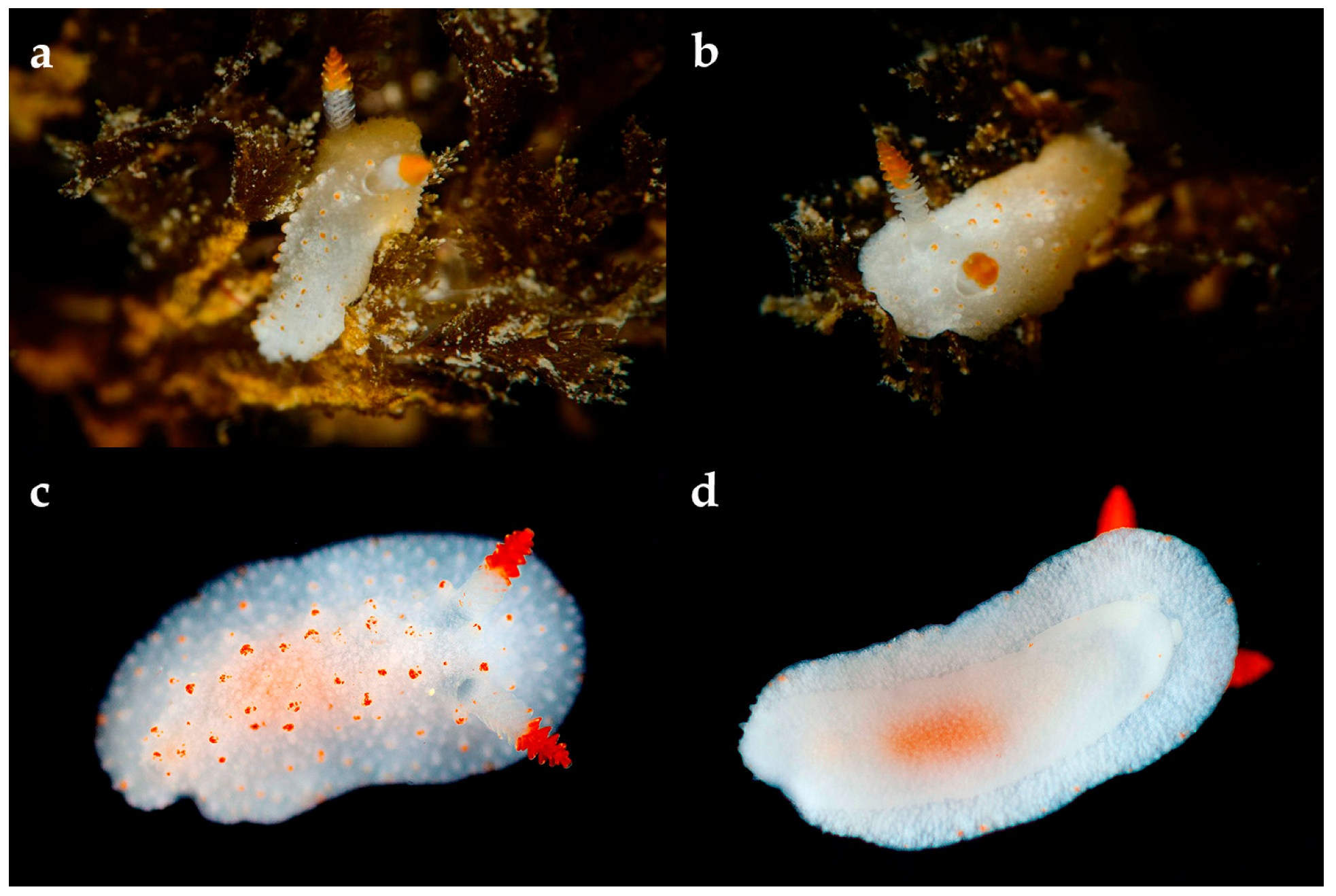 Diversity 17 00586 g006 Diversity 17 00586 g006