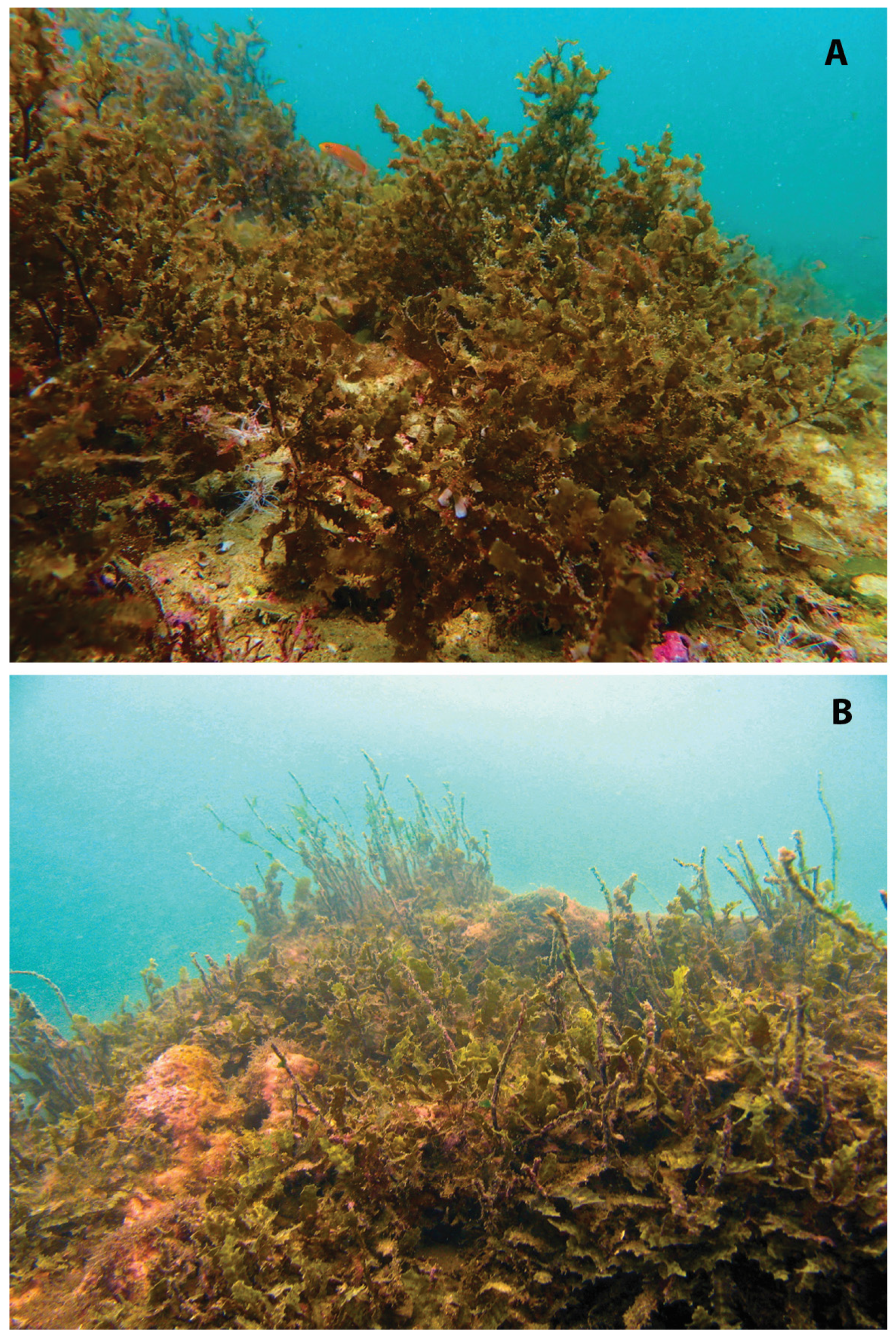 Diversity 17 00592 g001