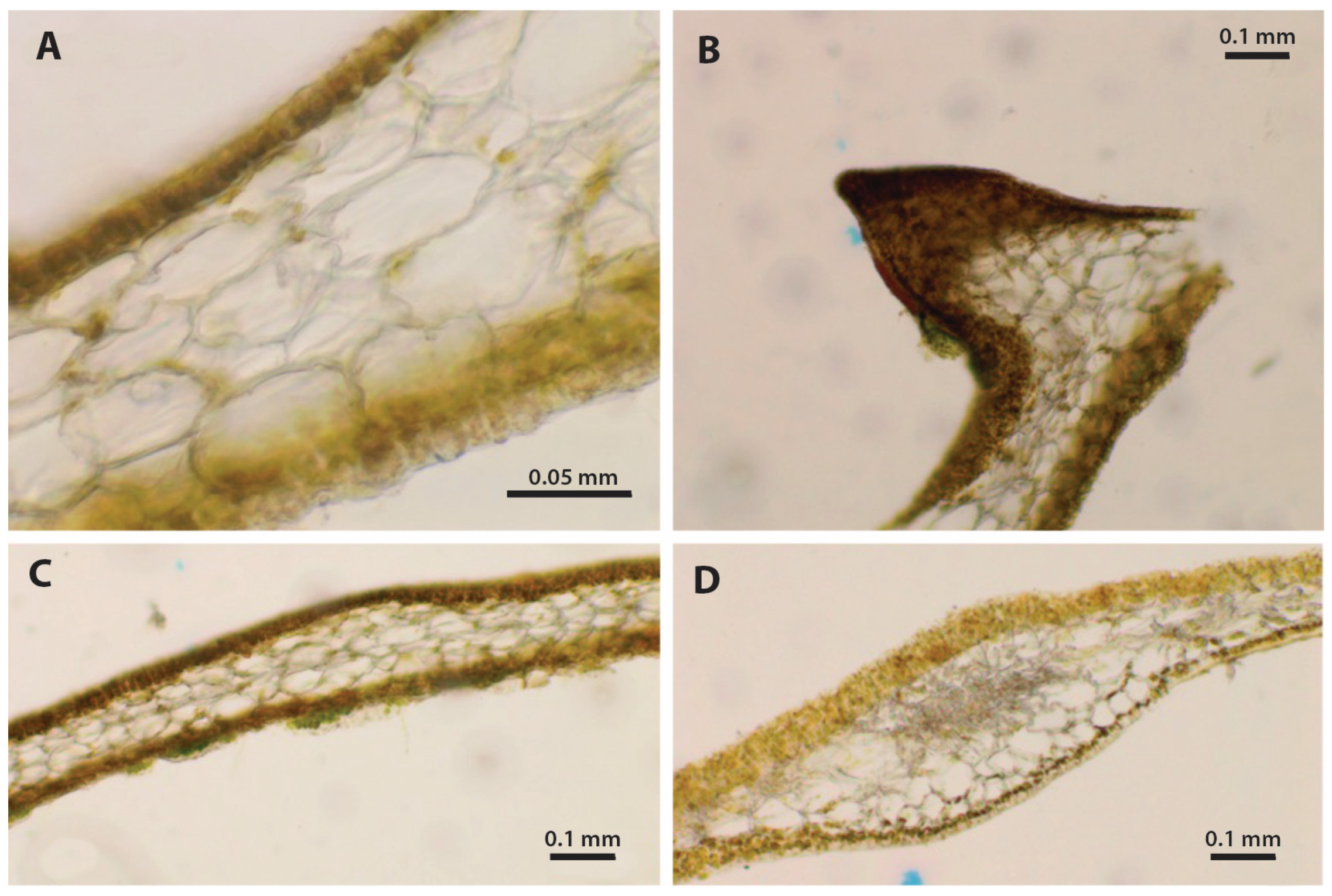 Diversity 17 00592 g004
