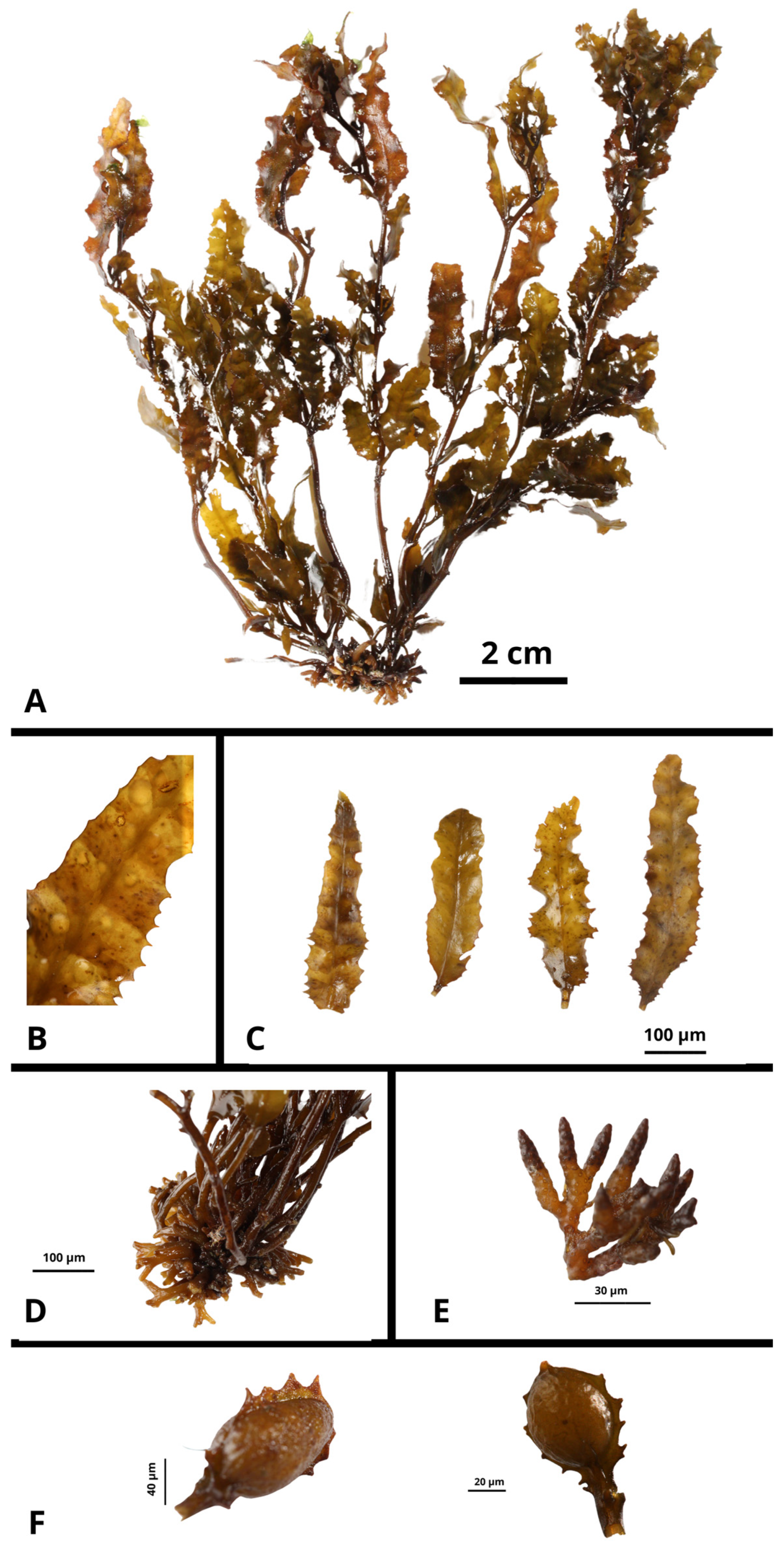 Diversity 17 00592 g005