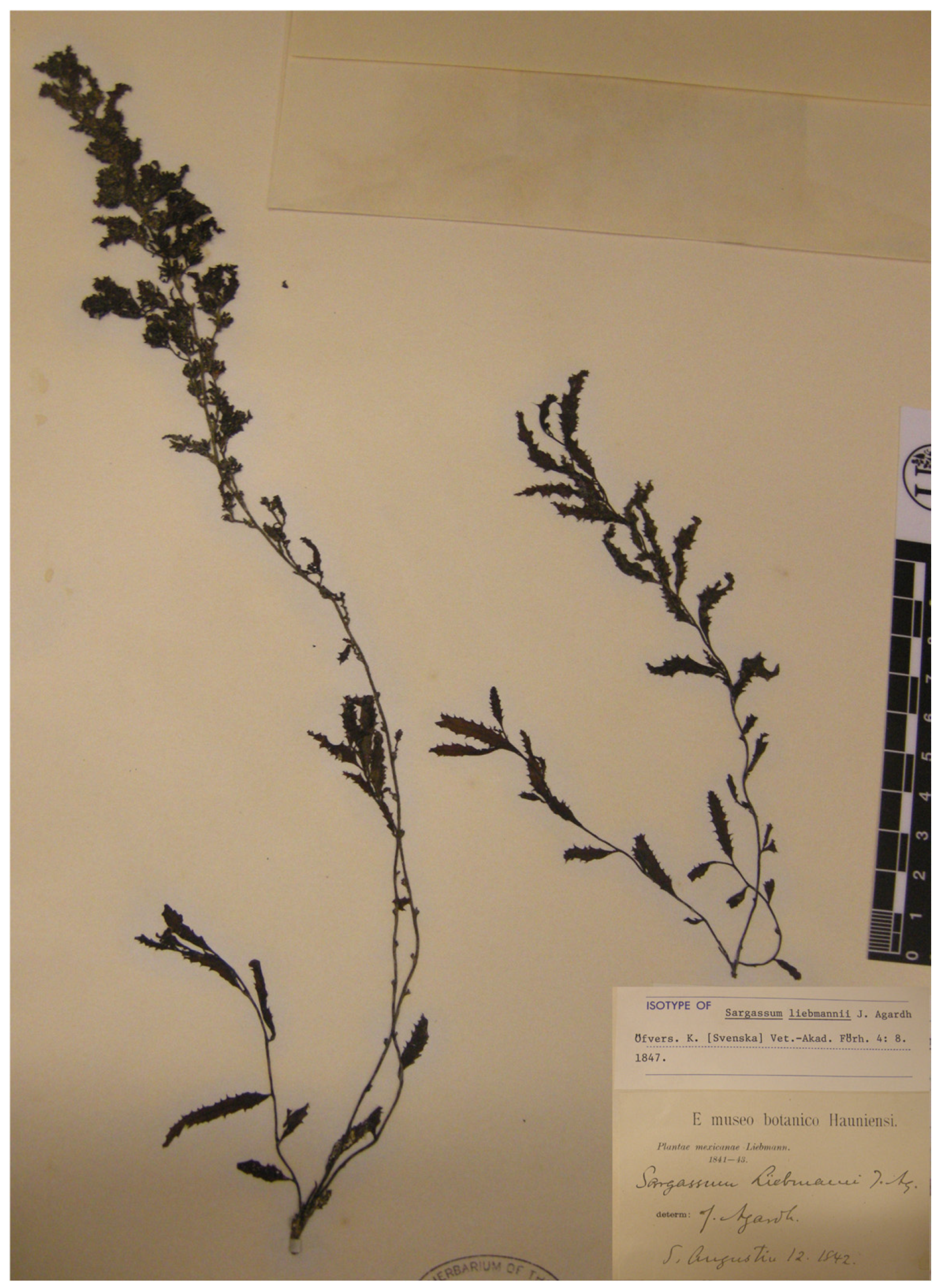 Diversity 17 00592 g0a1