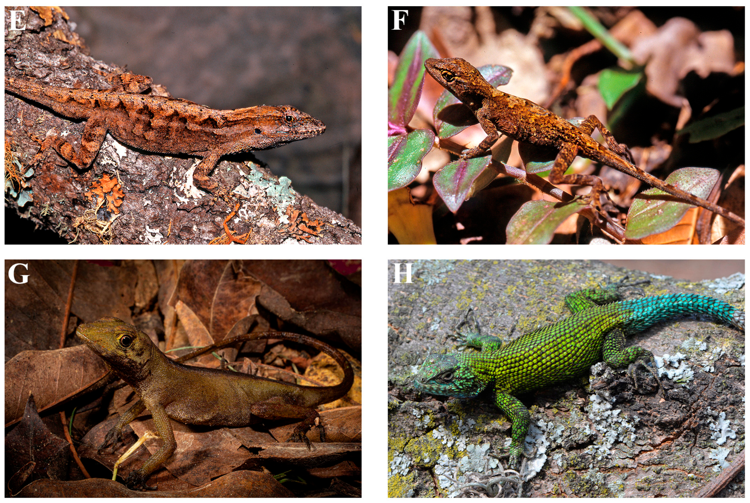 Diversity 17 00593 g005b Diversity 17 00593 g005b