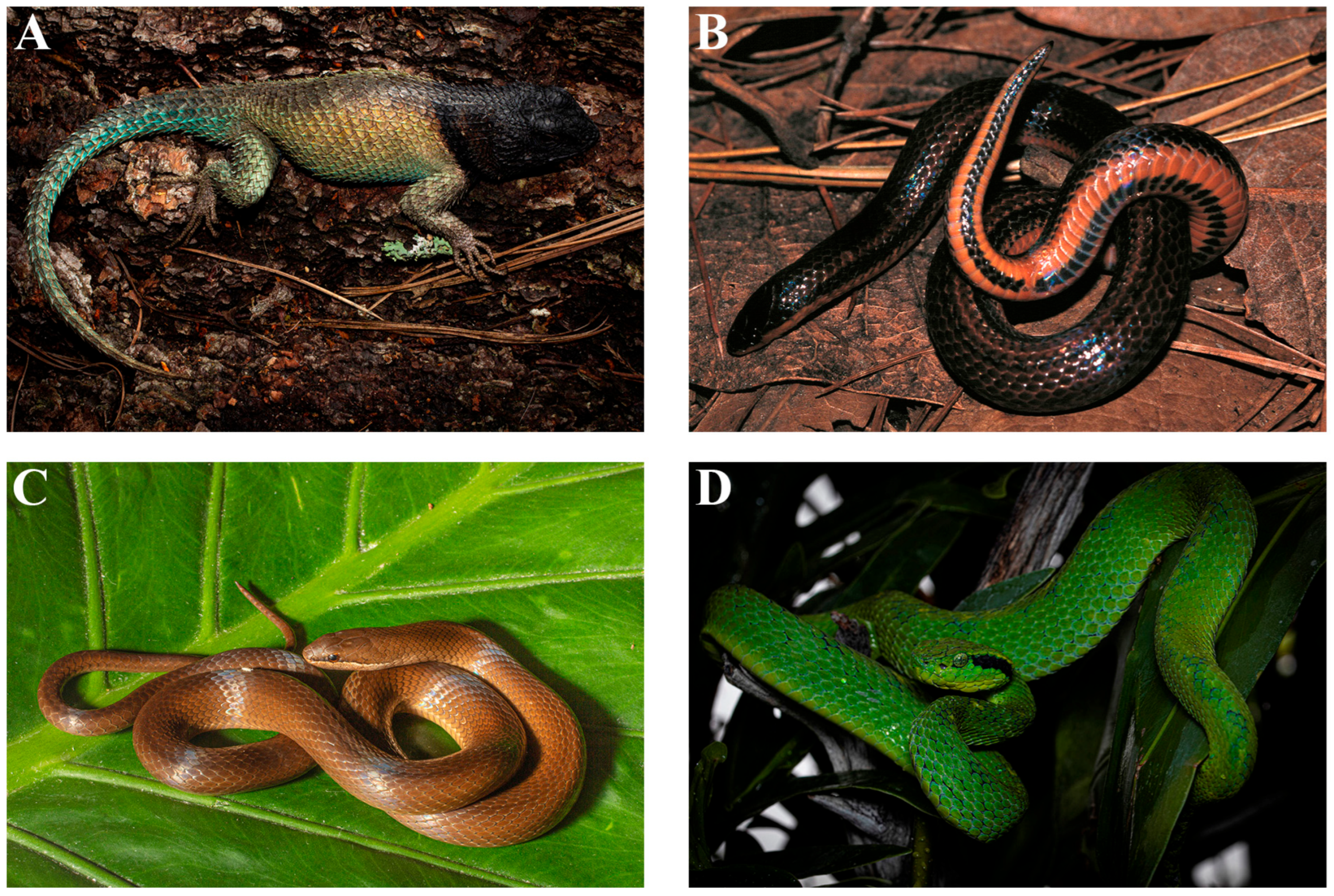 Diversity 17 00593 g006a Diversity 17 00593 g006a