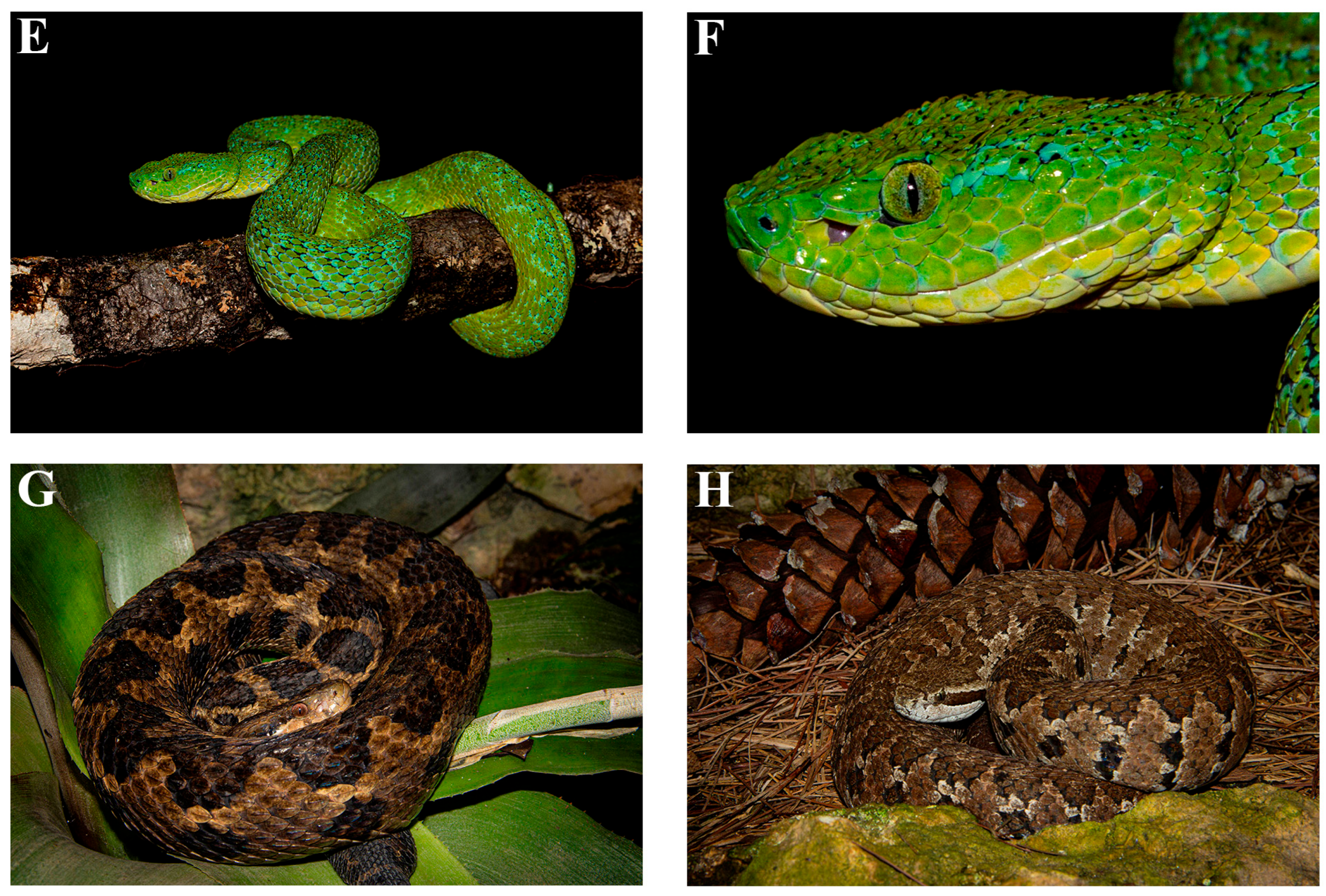 Diversity 17 00593 g006b Diversity 17 00593 g006b