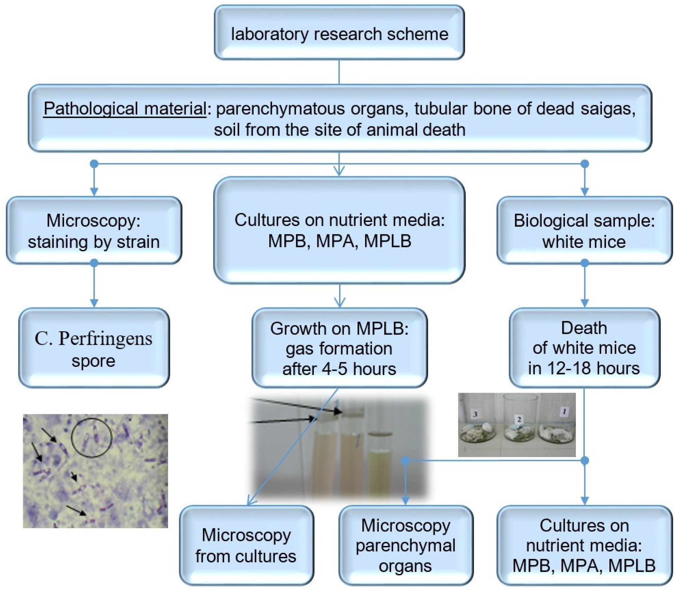 Diversity 17 00595 g002