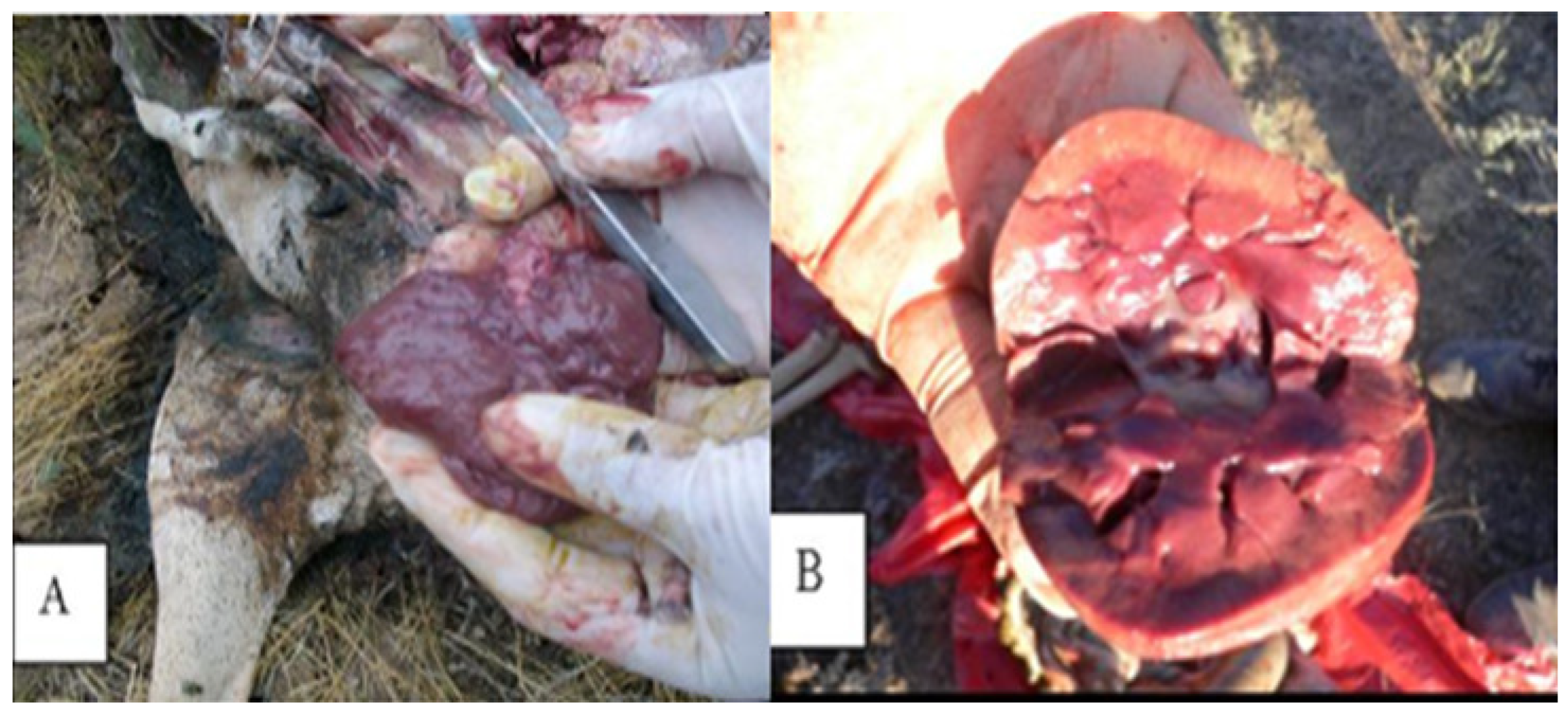 Diversity 17 00595 g003