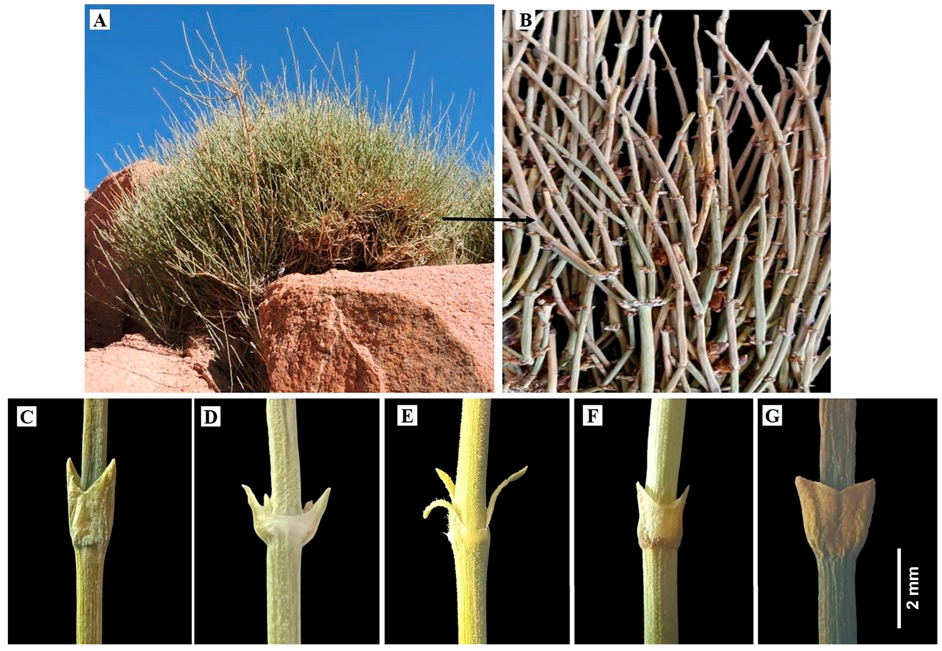 Diversity 17 00600 g001 Diversity 17 00600 g001