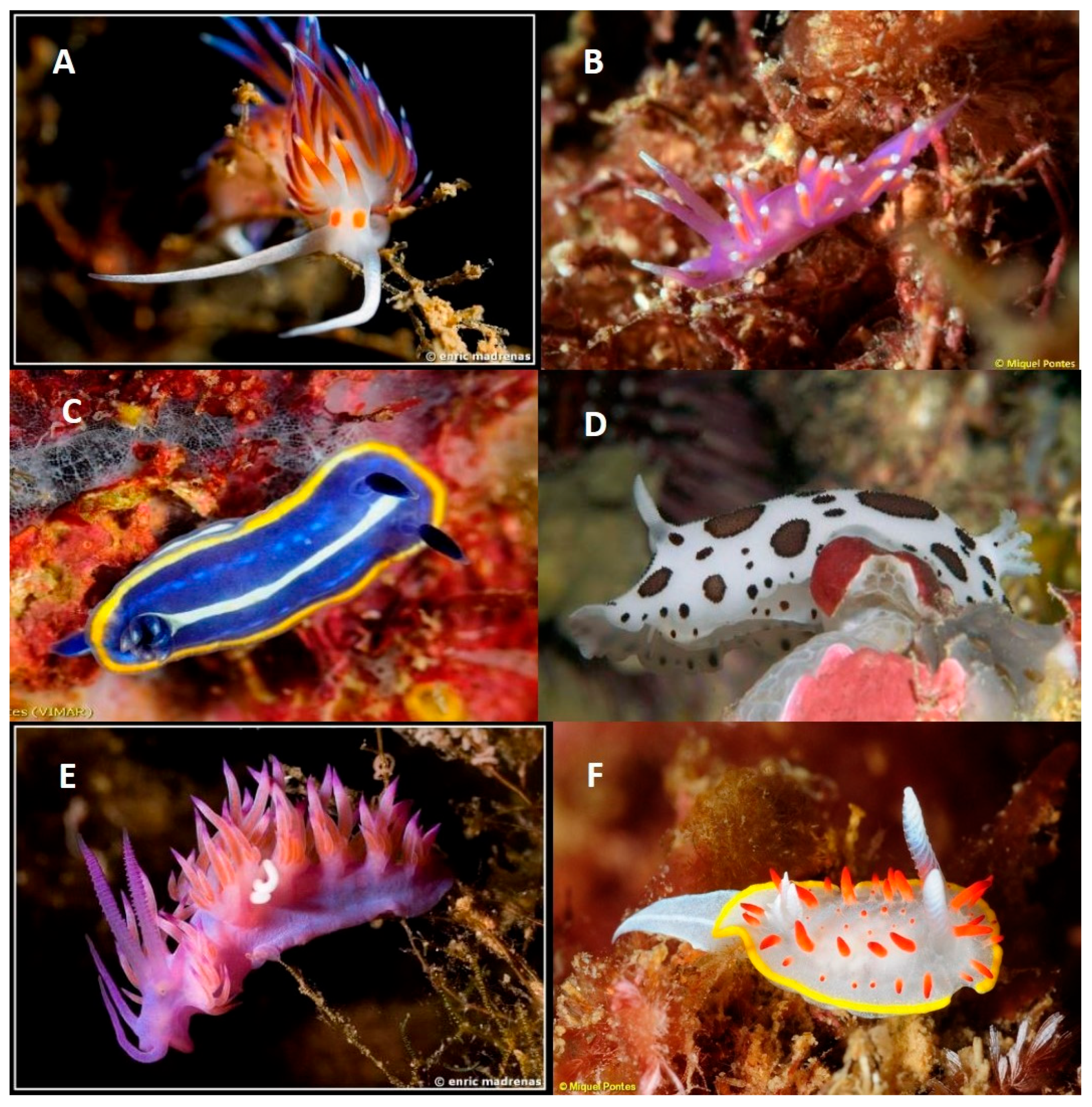 Diversity 17 00606 g003 Diversity 17 00606 g003