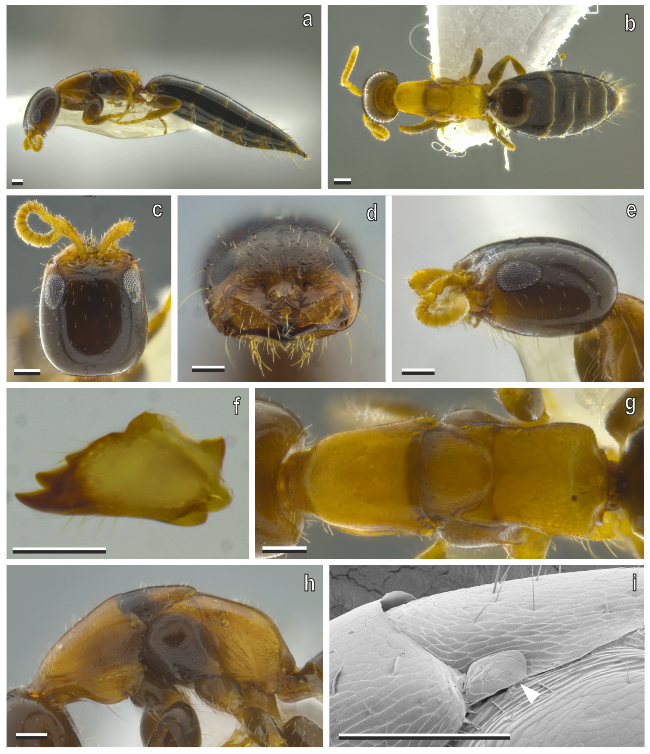 Diversity 17 00611 g005 Diversity 17 00611 g005