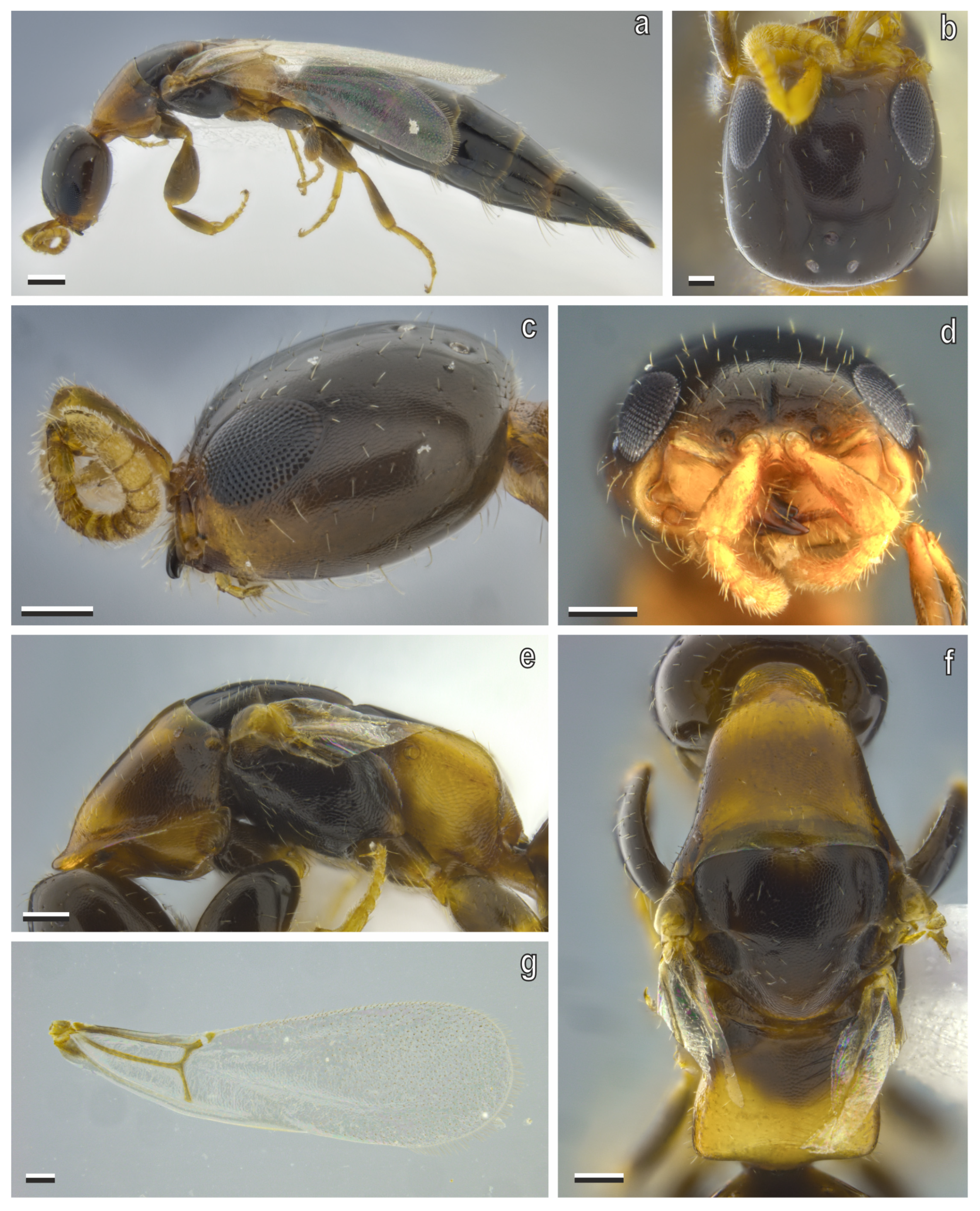 Diversity 17 00611 g006 Diversity 17 00611 g006